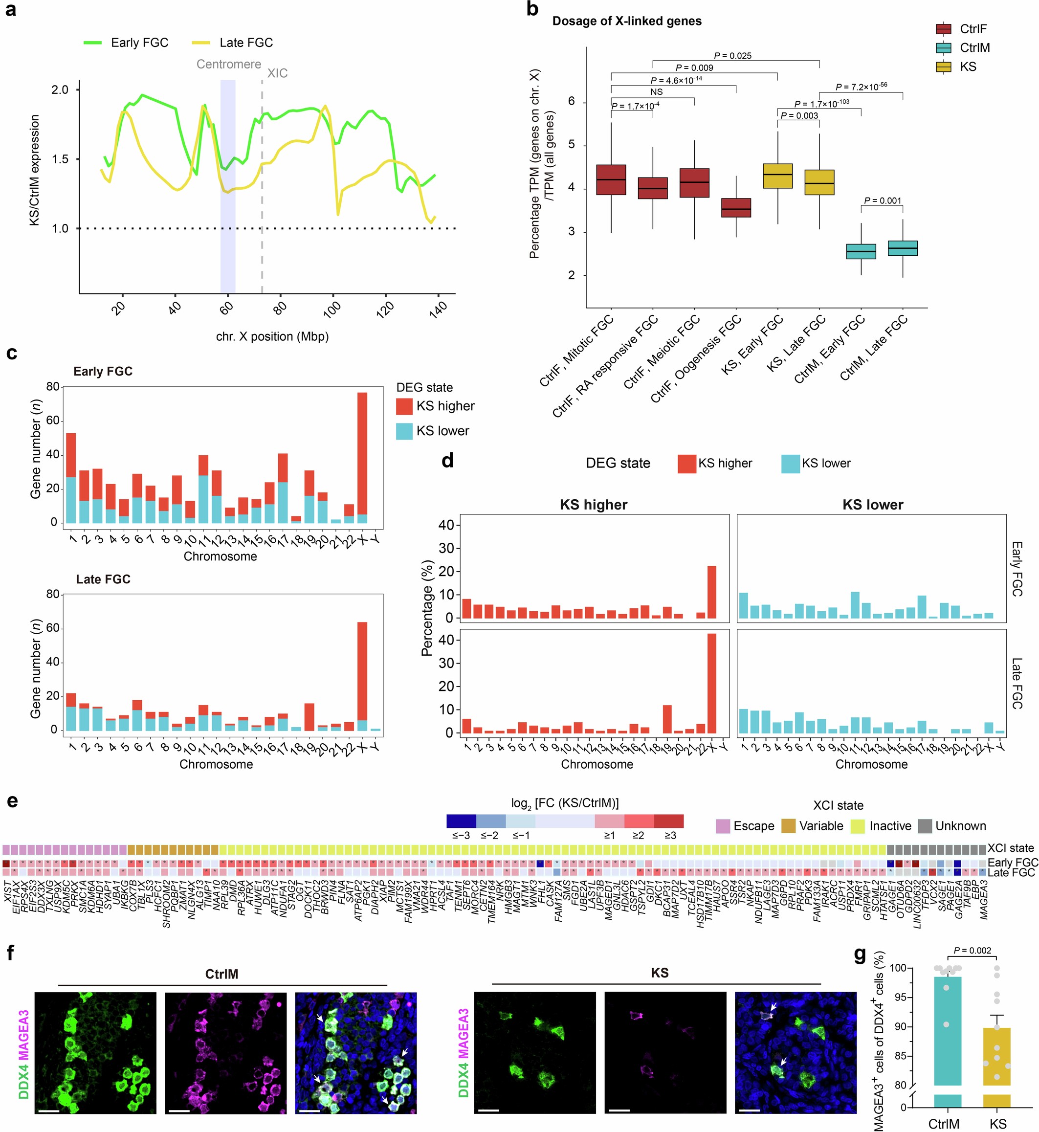 Extended Data Fig. 5: Gene expression characteristics of the X chromosome in KS FGCs.