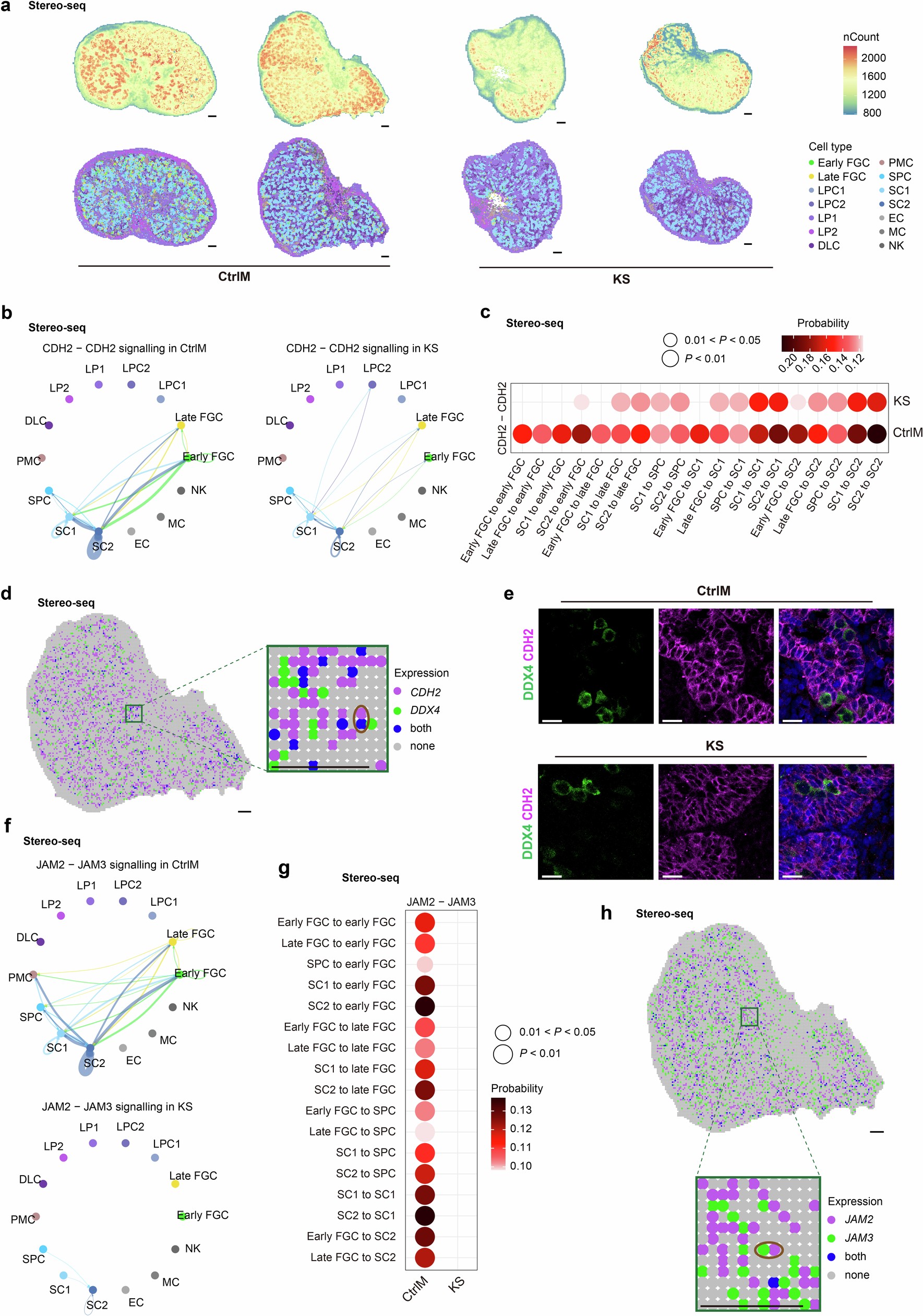Extended Data Fig. 9: Cell-cell communications among gonadal cells revealed by Stereo-seq.