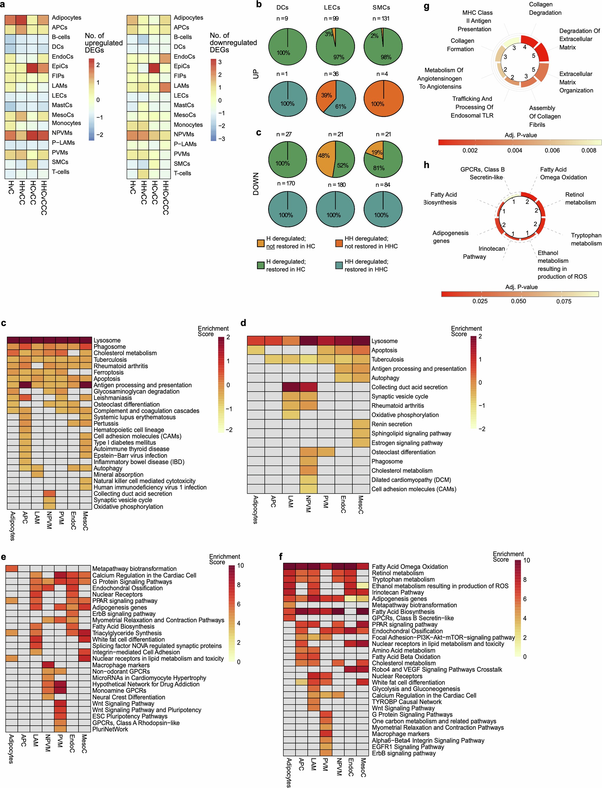 Extended Data Fig. 7: Transcriptional changes persist weight loss in epiAT.