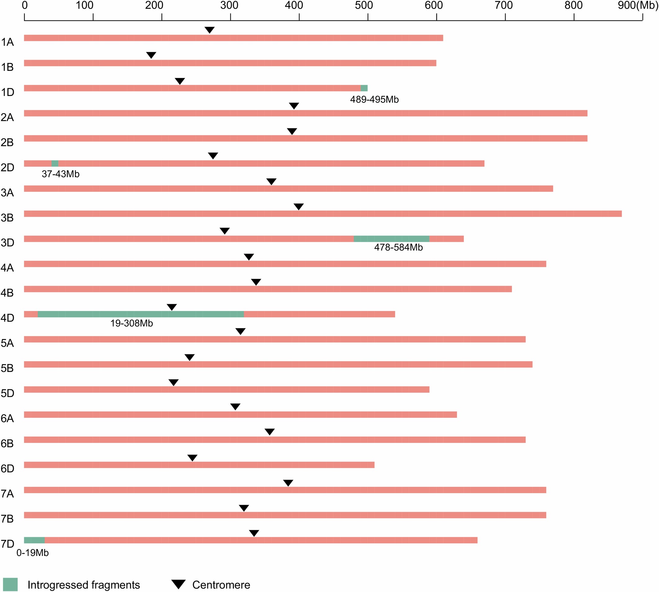 Extended Data Fig. 11: Genome composition of CM42, the first cultivar derived from cross between common wheat and the CIMMYT synthetic.