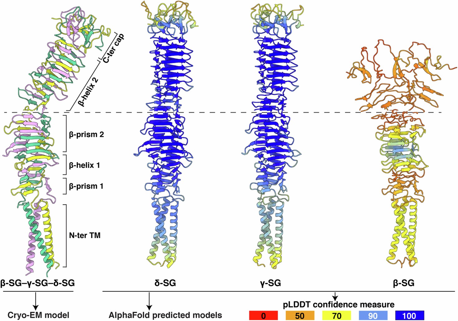 Extended Data Fig. 4: Structure prediction of the triplex structure of β-, γ- or δ-SG using artificial intelligence (AI) programs.