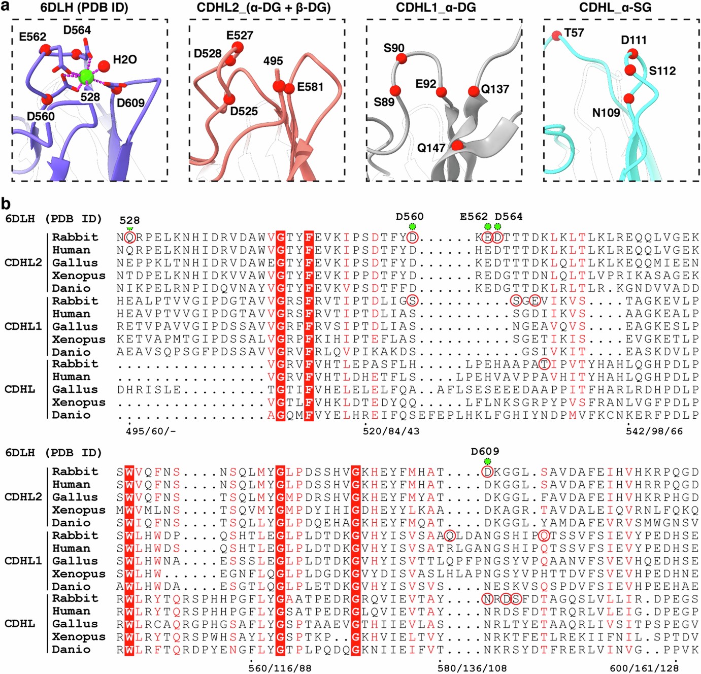 Extended Data Fig. 6: Identifying the potential calcium (Ca2+) binding site in DGC’s CDHL domains.