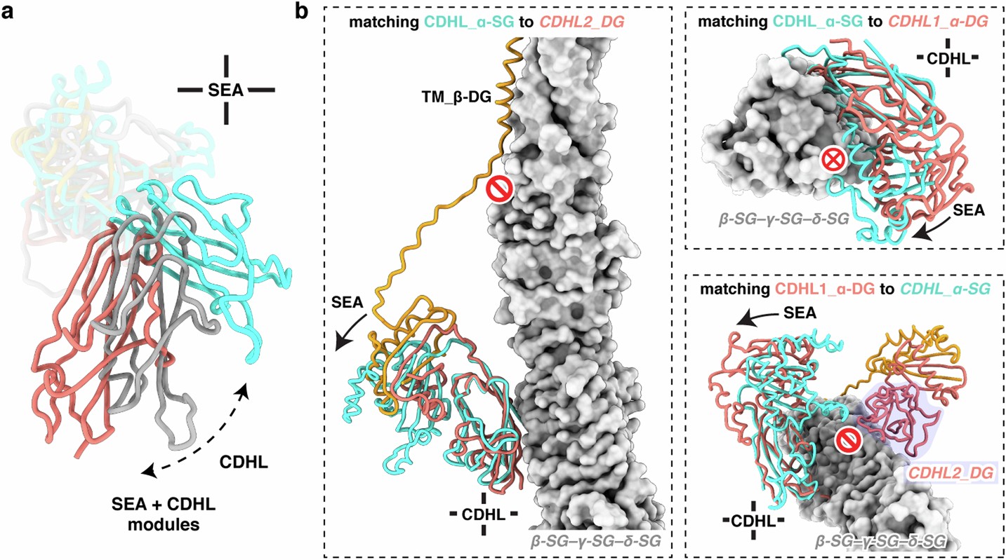 Extended Data Fig. 7: Divergent domain orientations between CDHL and SEA in the three CDHL-SEA modules of DGC.