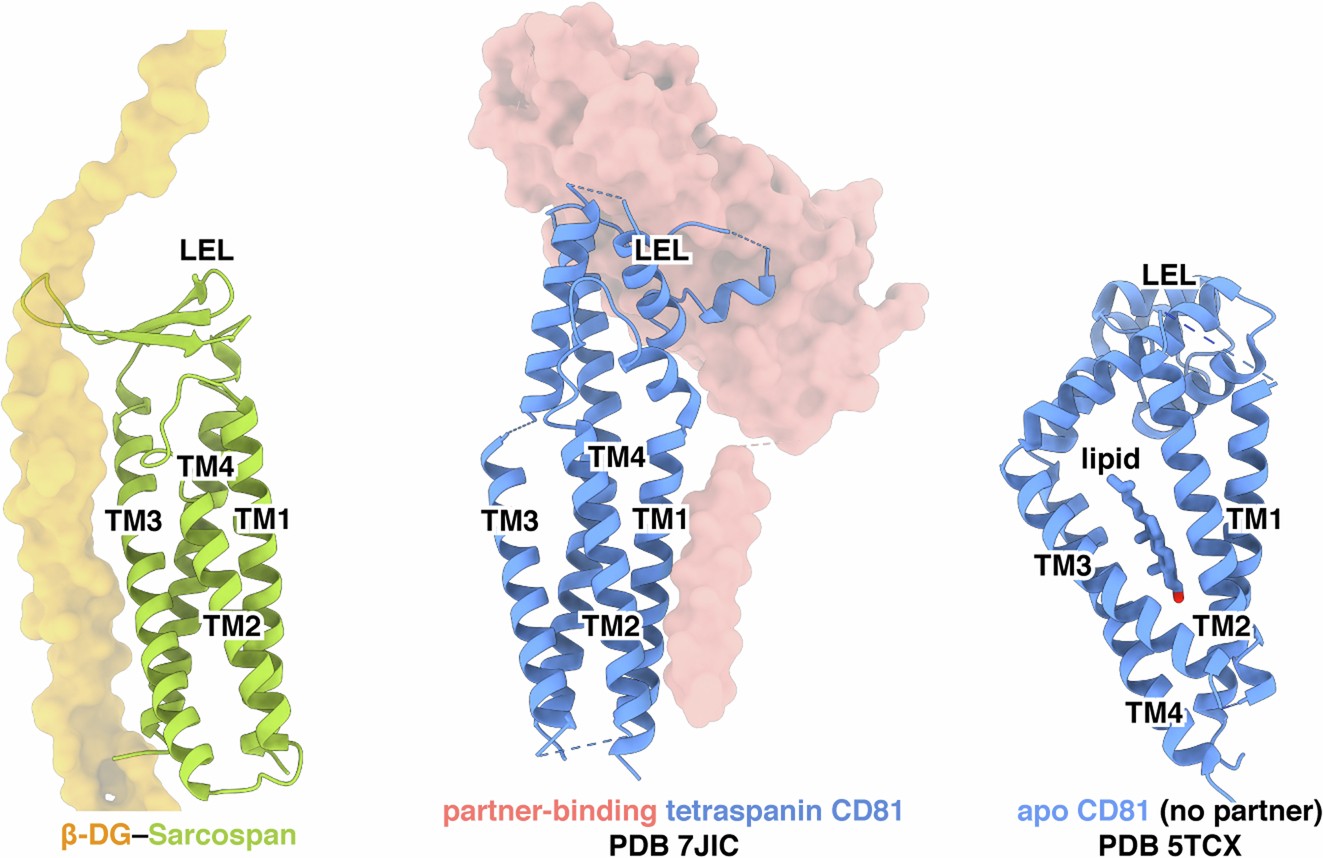 Extended Data Fig. 8: Comparison of β-DG binding sarcospan with both partner-binding and apo states of the canonical tetraspanin CD81.