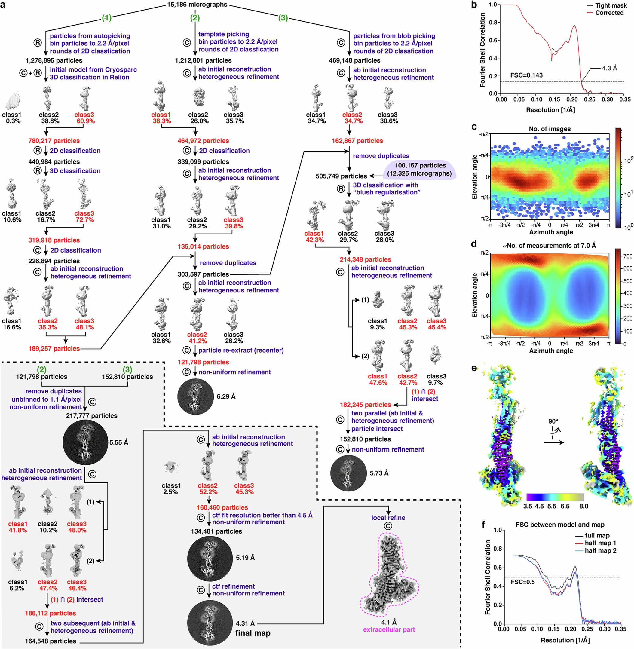 Extended Data Fig. 2: Cryo-EM structural determination of DGC.