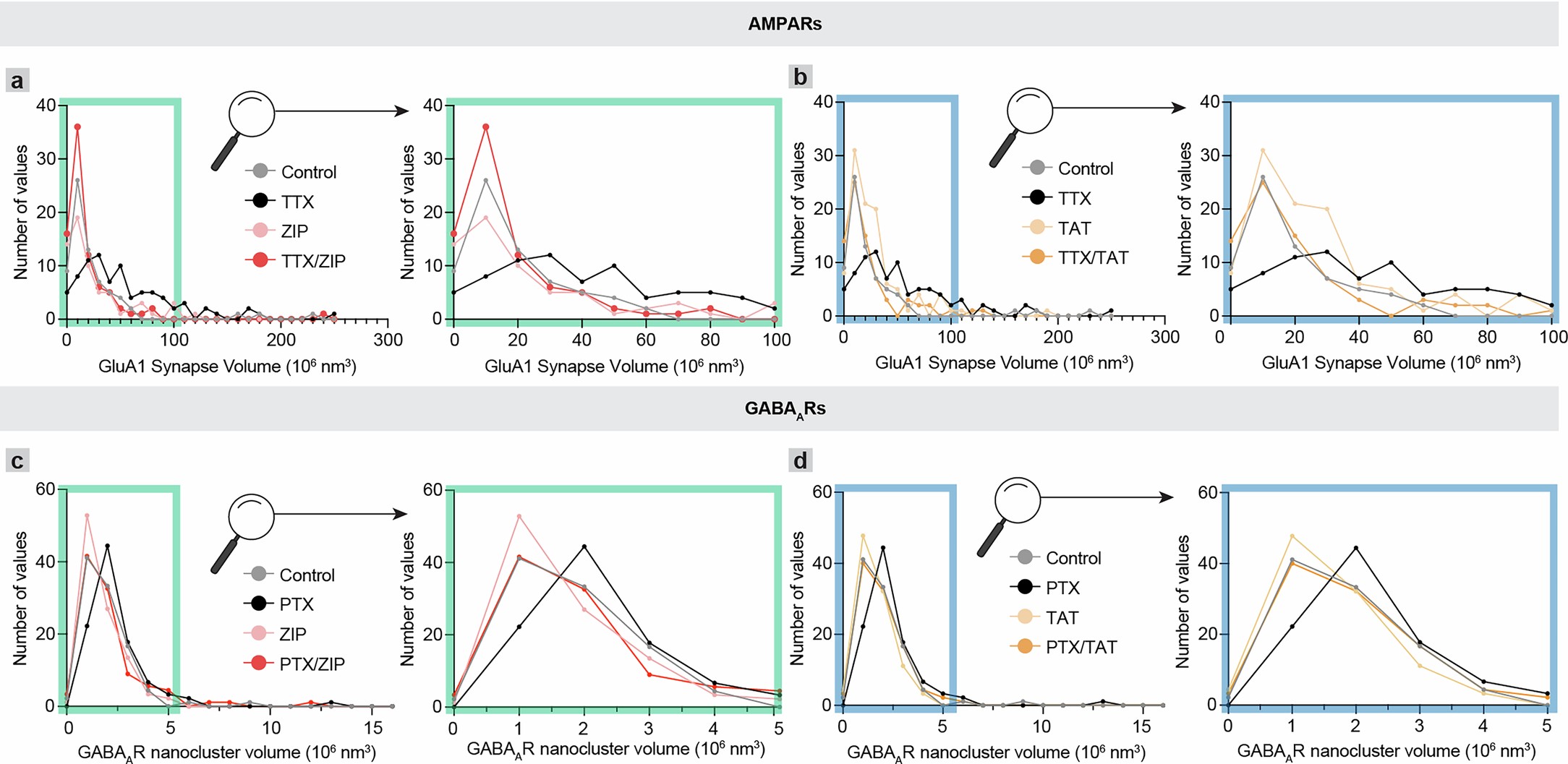 Extended Data Fig. 8: Histograms of GluA1 and GABARγ2 (GABAAR) volumes following ZIP application.