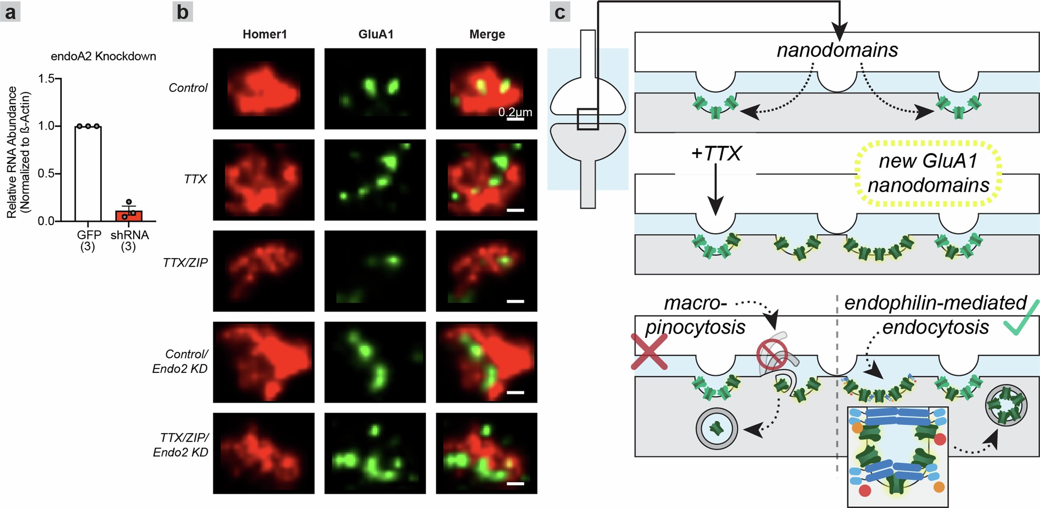Extended Data Fig. 9: ZIP’s removal of AMPAR nanoclusters is dependent on endoA2.