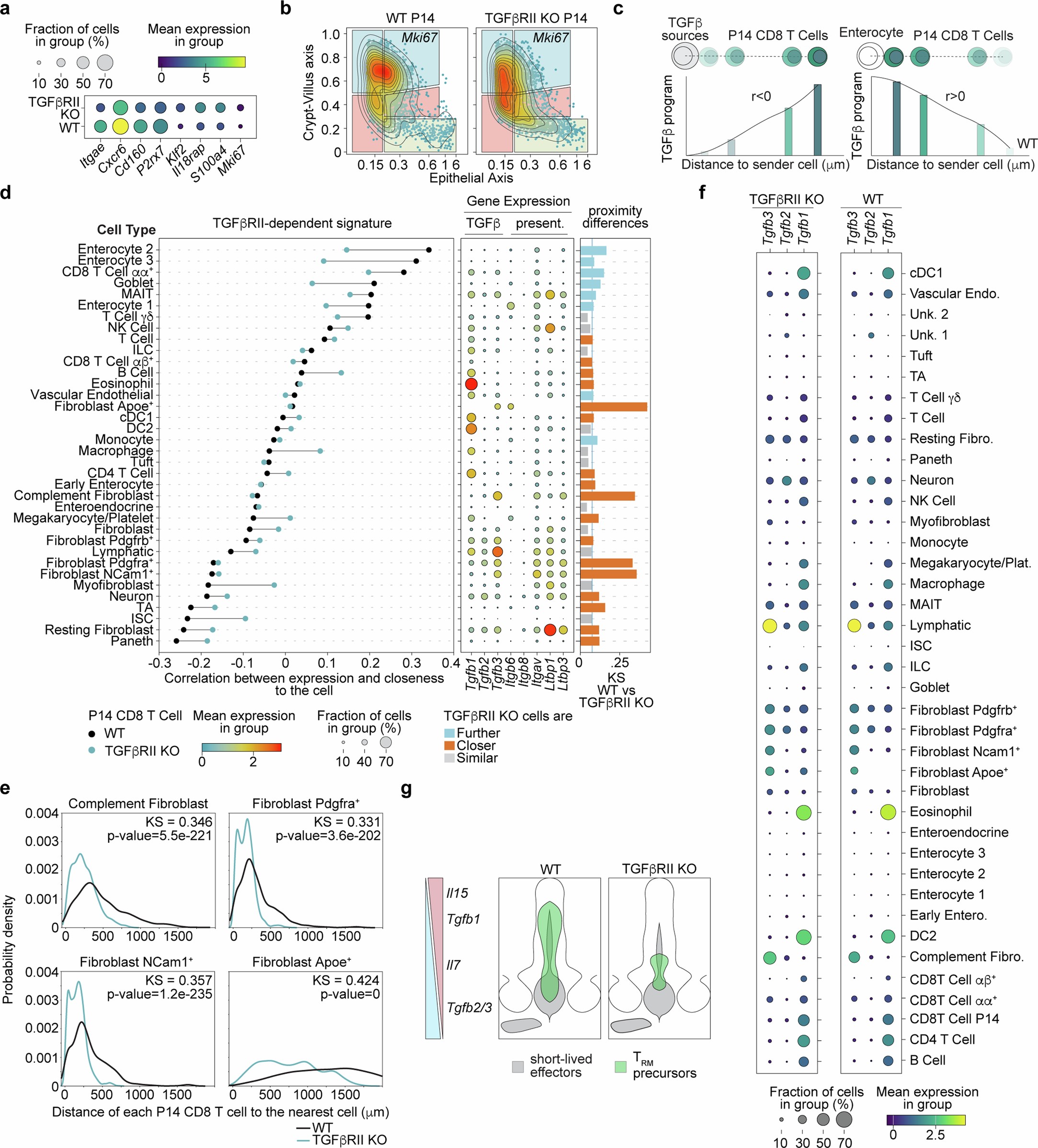Extended Data Fig. 7: Spatial control of TGFβ signaling controls SI CD8 T cell positioning and differentiation.