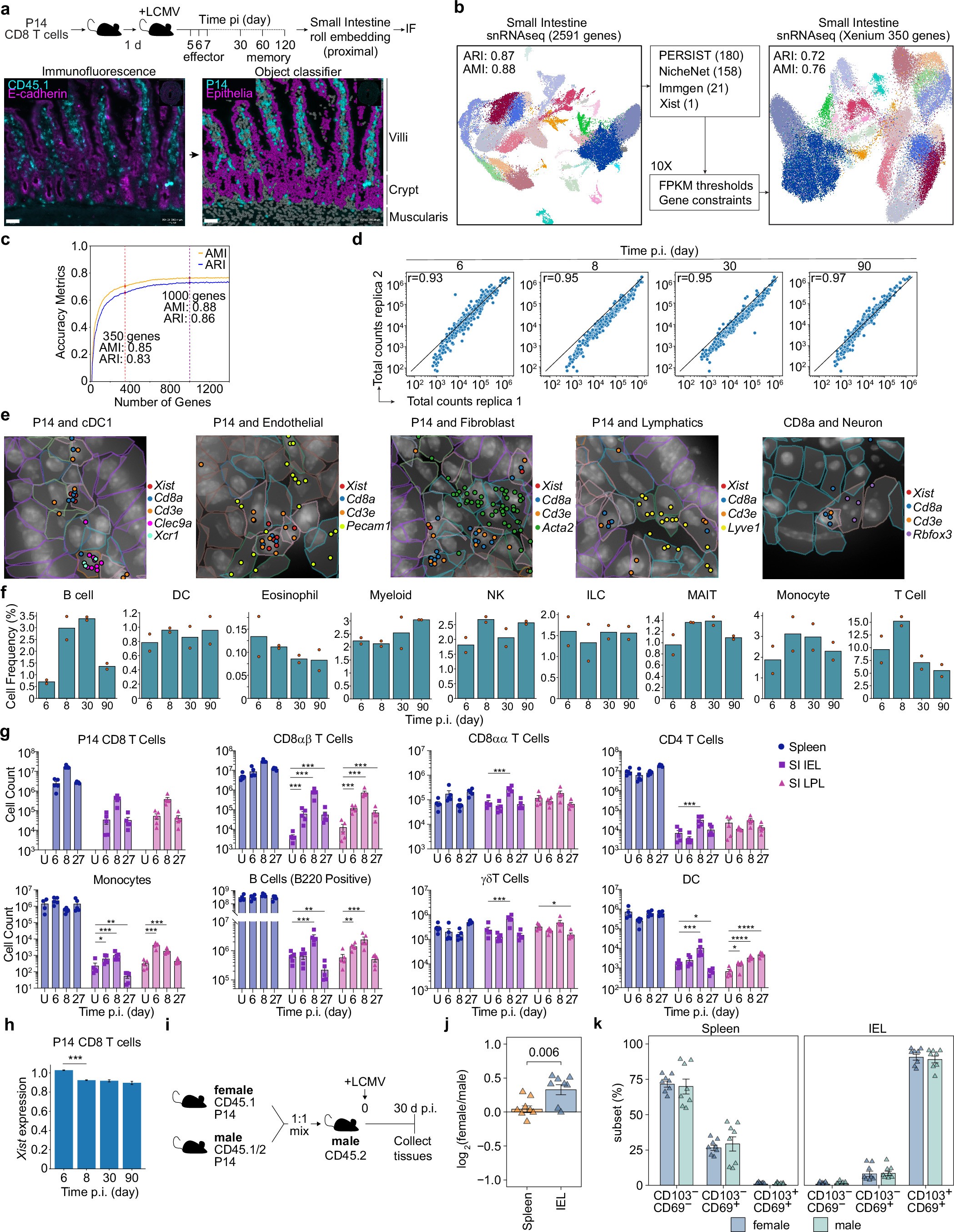 Extended Data Fig. 1: Related to Fig. 1. Targeted detection of LCMV-specific CD8 T cell responses in the mouse small intestine with spatial transcriptomics.