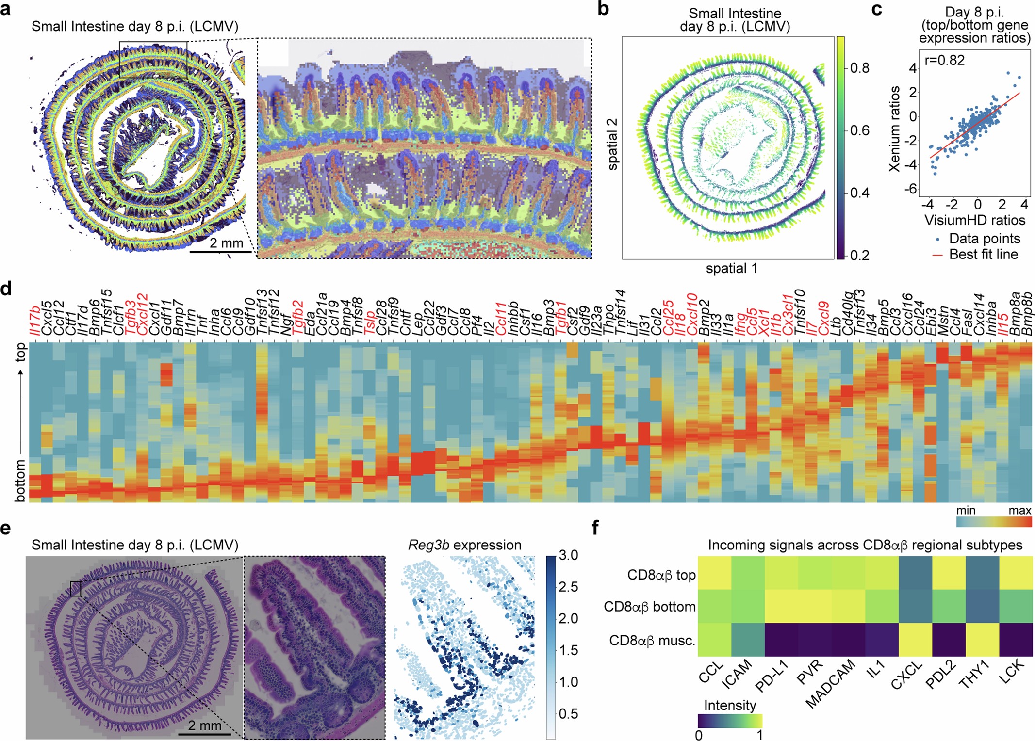 Extended Data Fig. 4: Related to Fig. 3. Immune response to LCMV profiled by whole-transcriptome spatial sequencing of the mouse small intestine.