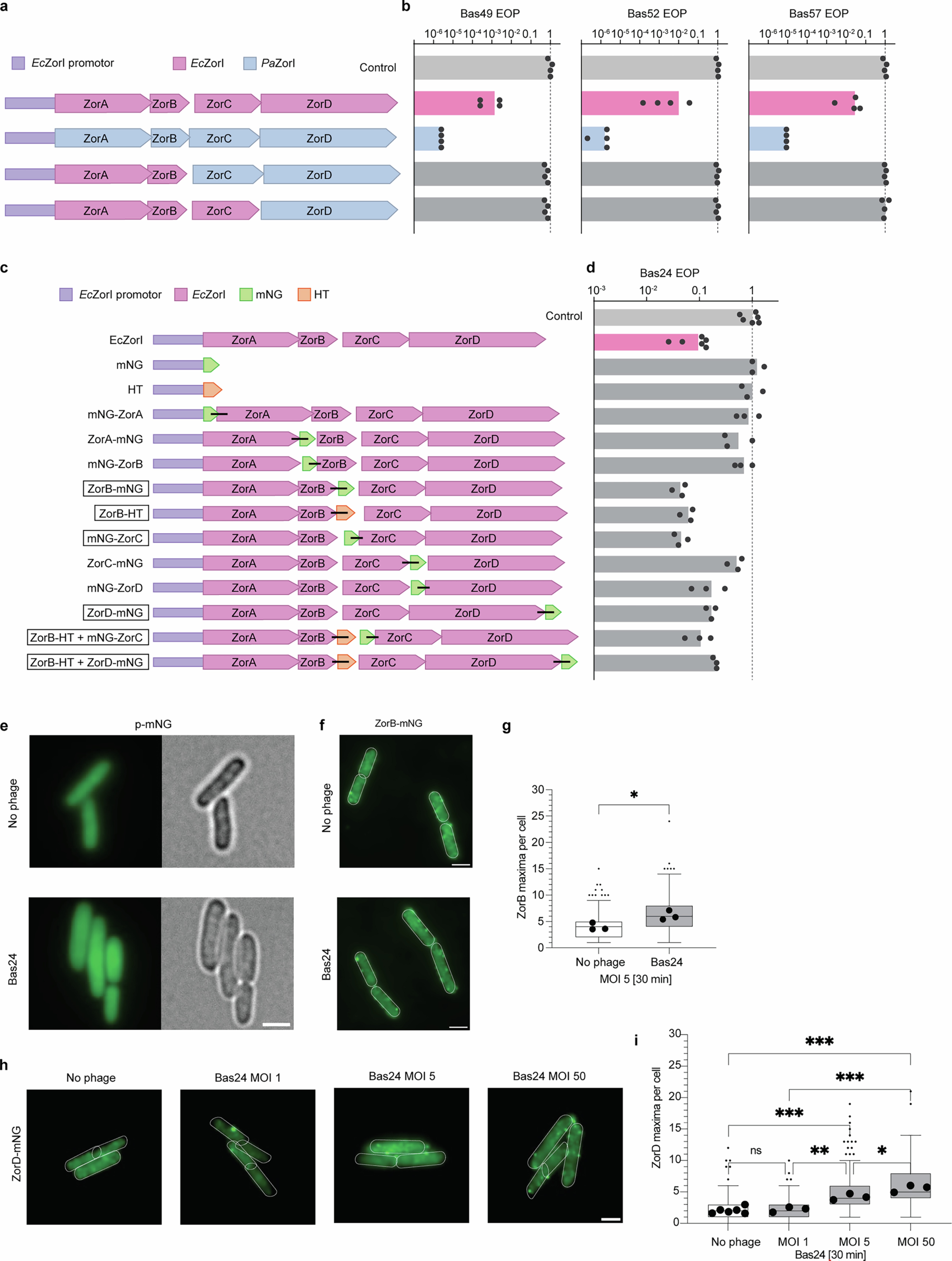 Extended Data Fig. 9: ZorAB recruit ZorC and ZorD during phage invasion.