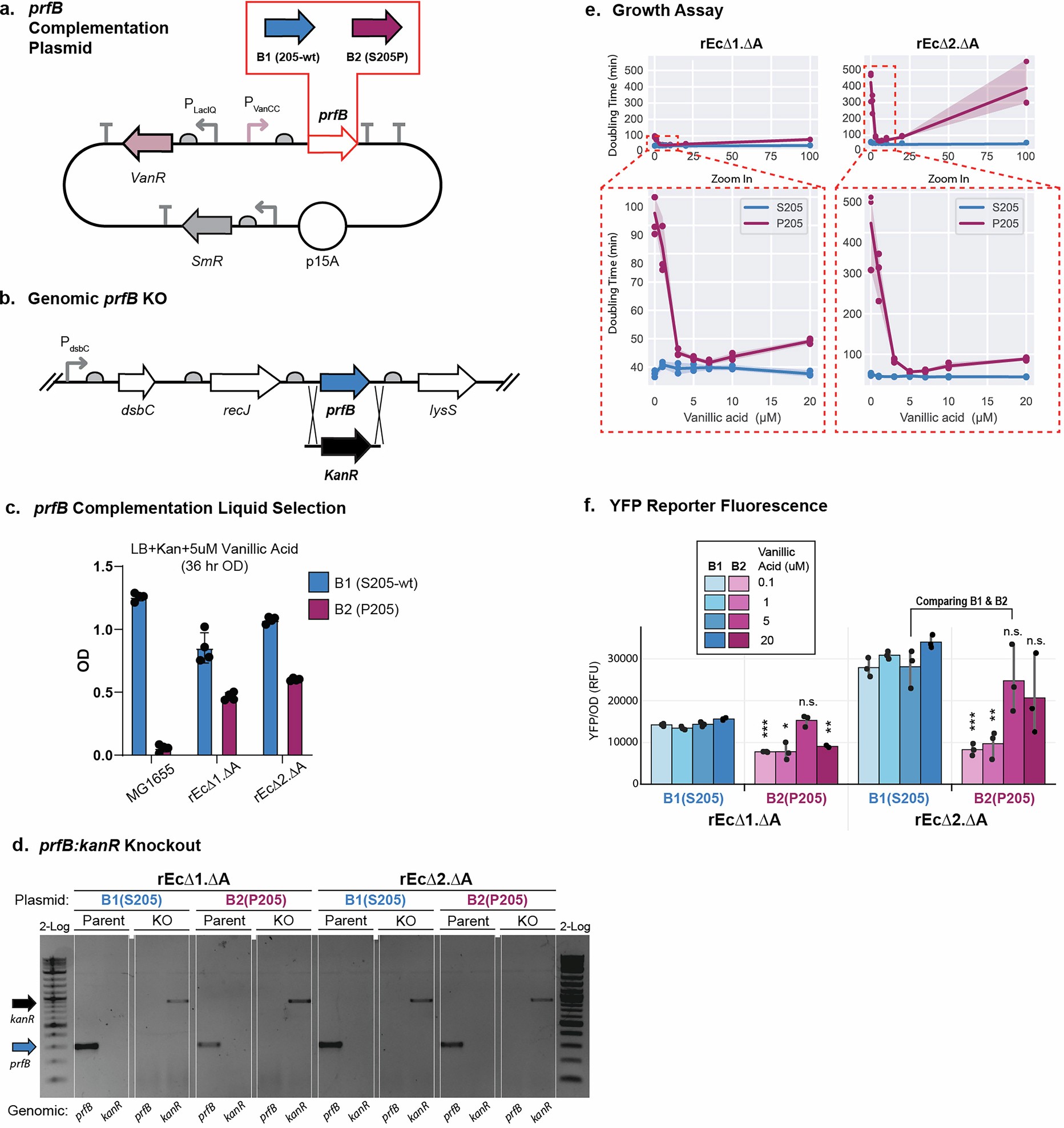 Extended Data Fig. 4: RF2 S205P complementation.