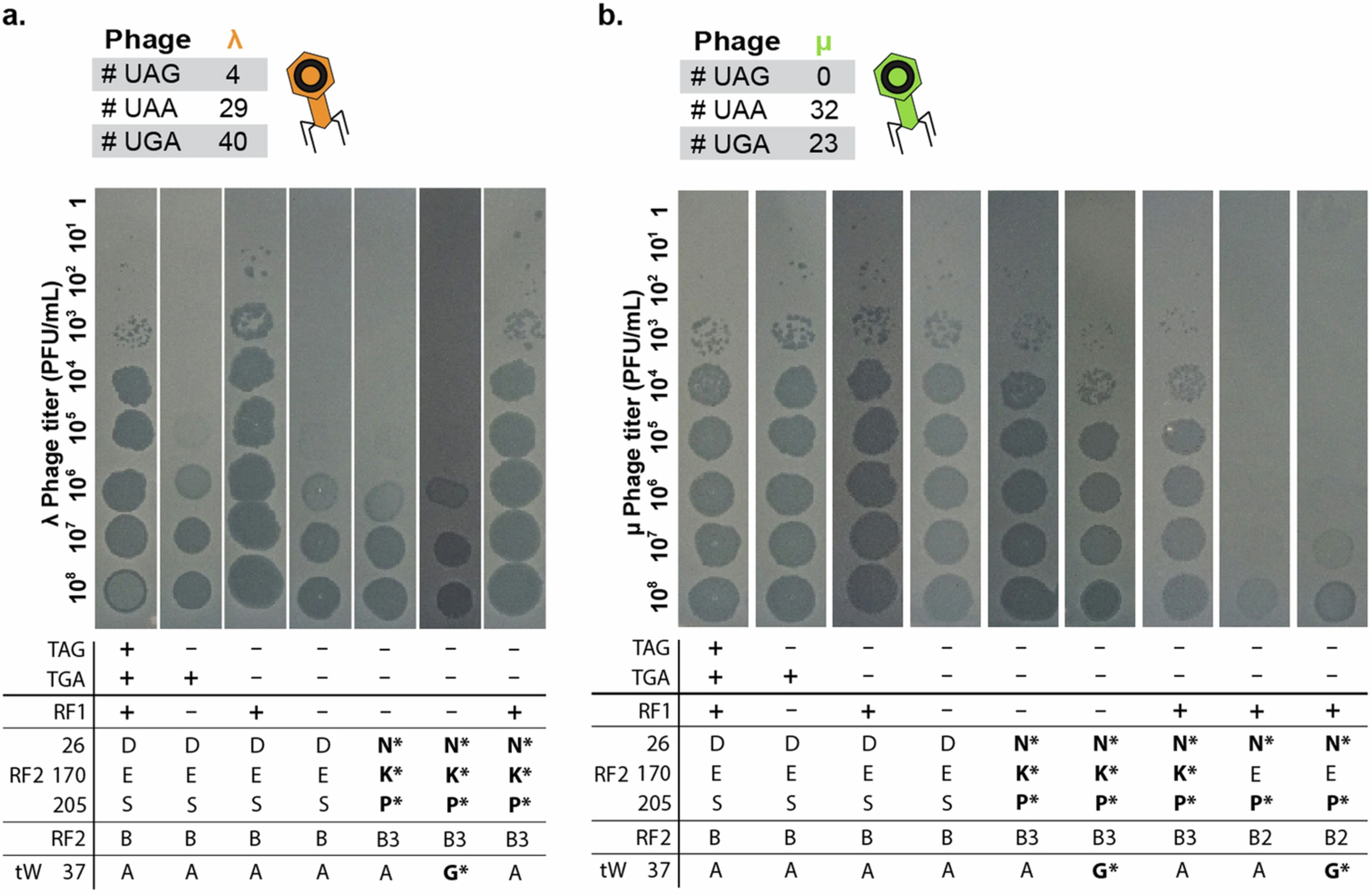 Extended Data Fig. 6: Plaque images from relative titre spotting assays.