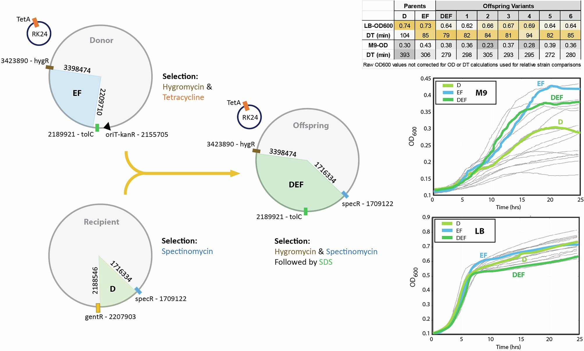 Extended Data Fig. 2: Example conjugation assembly of recoded regions.