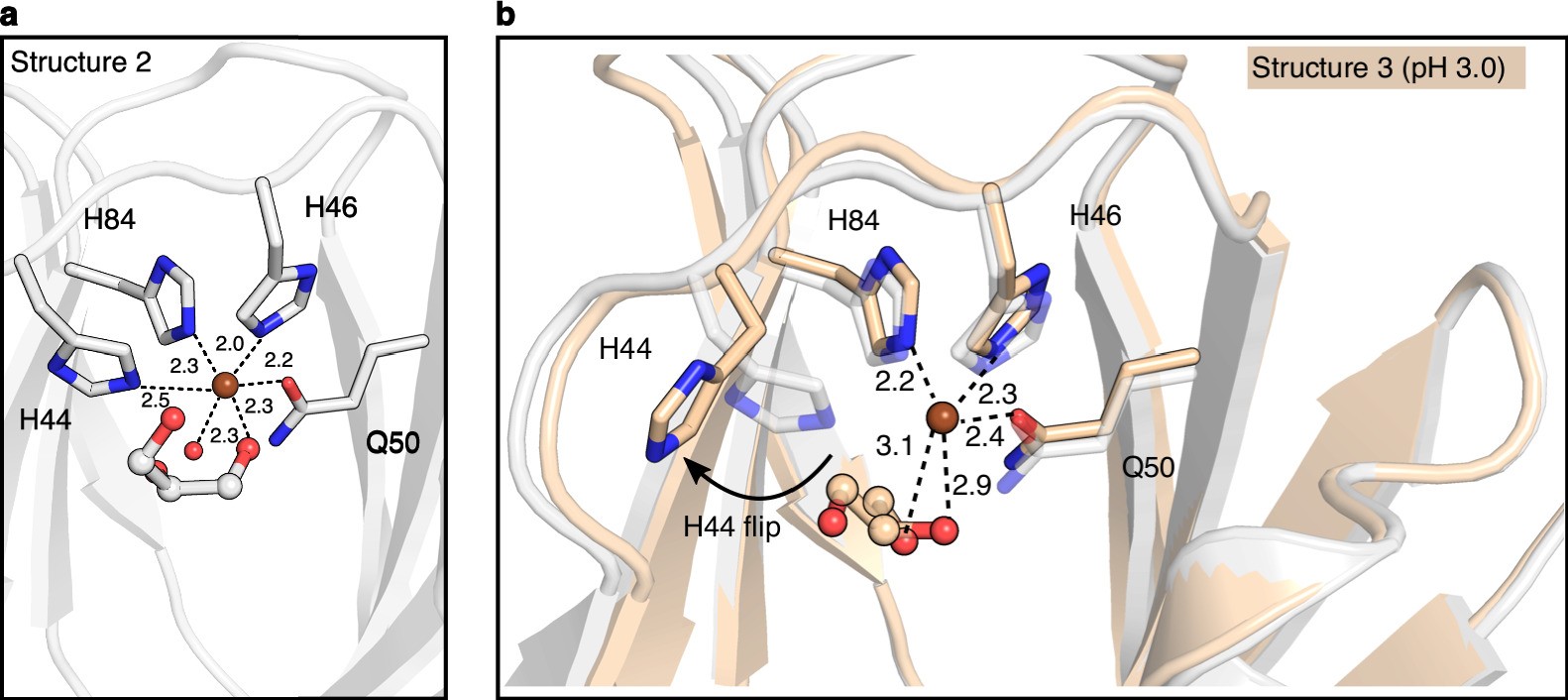 Extended Data Fig. 5: Copper coordination sphere in CelOCE.