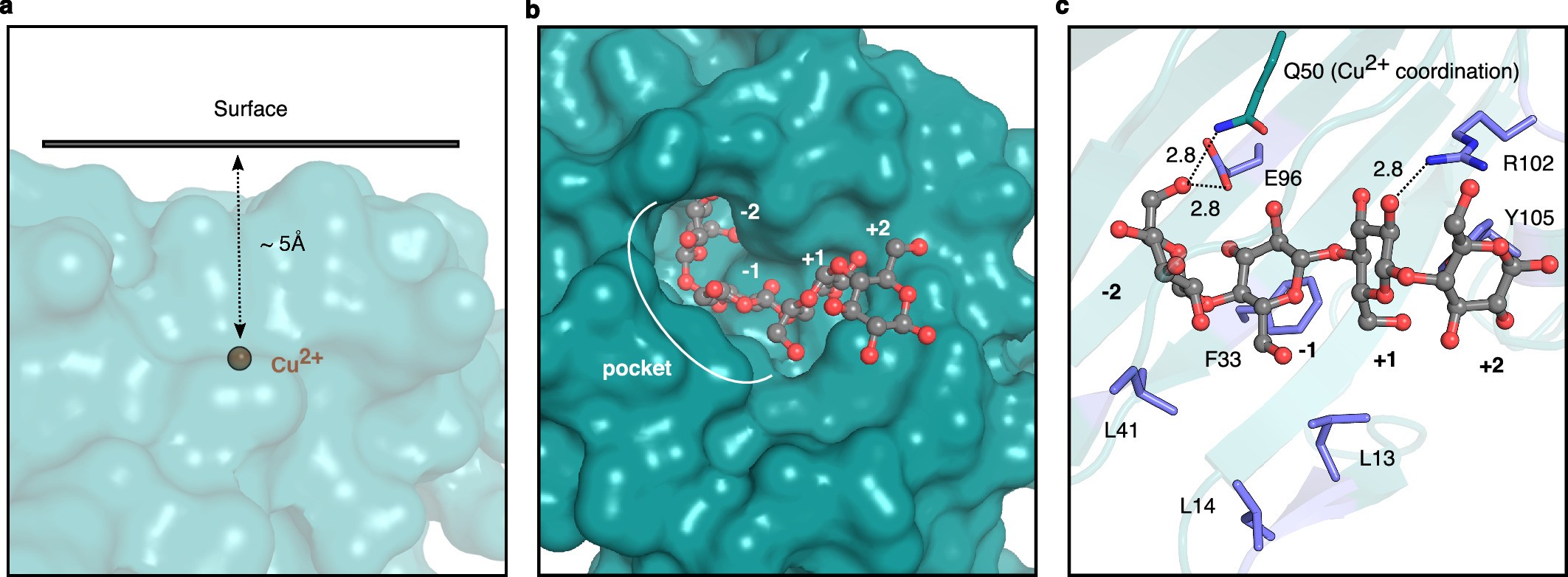 Extended Data Fig. 6: Active site of CelOCE.