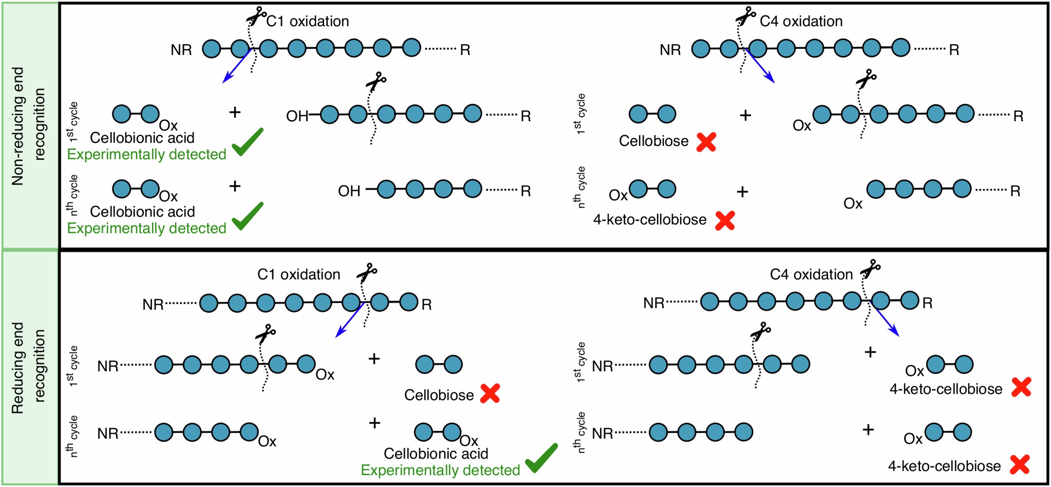Extended Data Fig. 8: Putative modes of substrate recognition and regioselectivity.