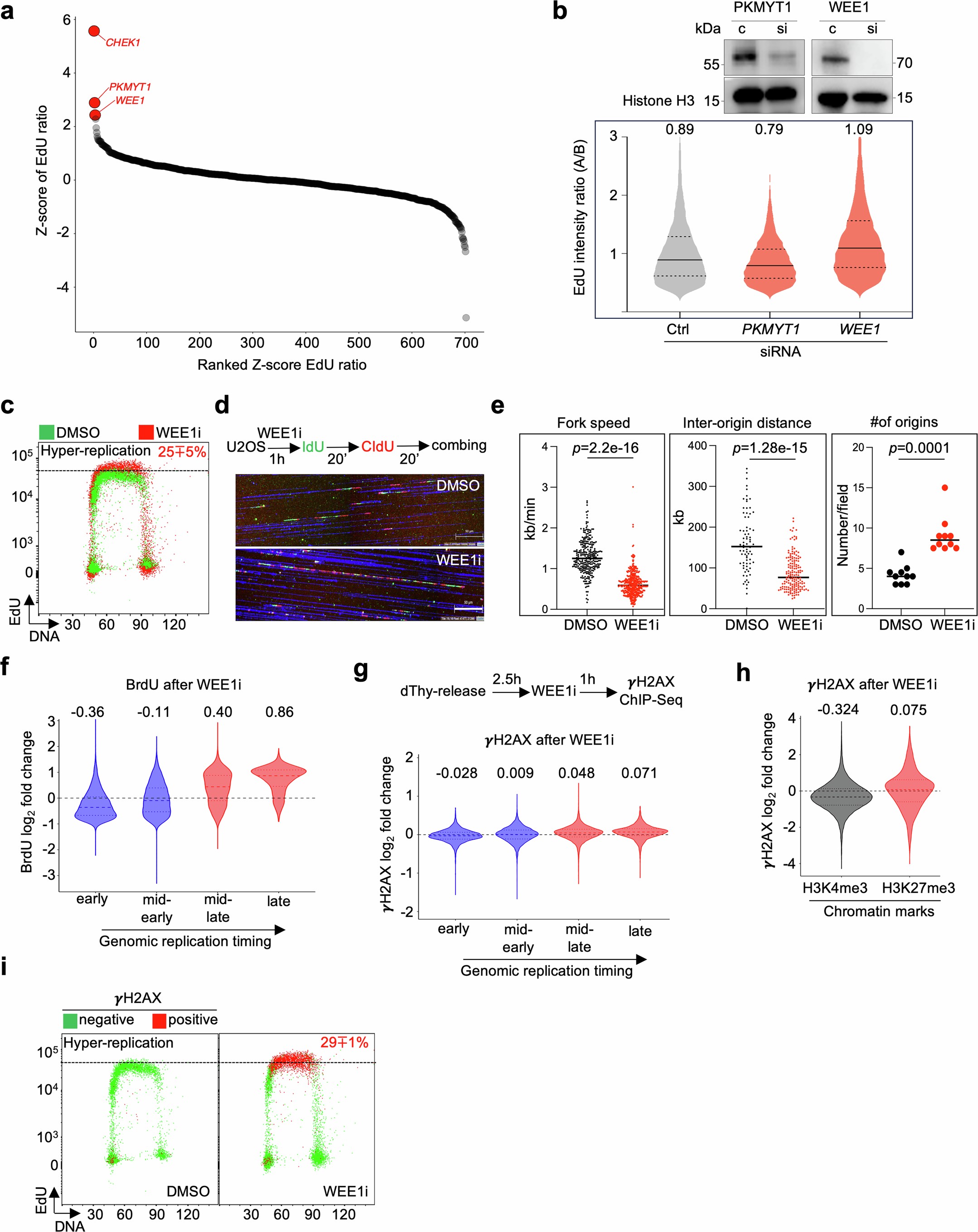Extended Data Fig. 9: Control of replication origin by MRD factor WEE1 kinase.