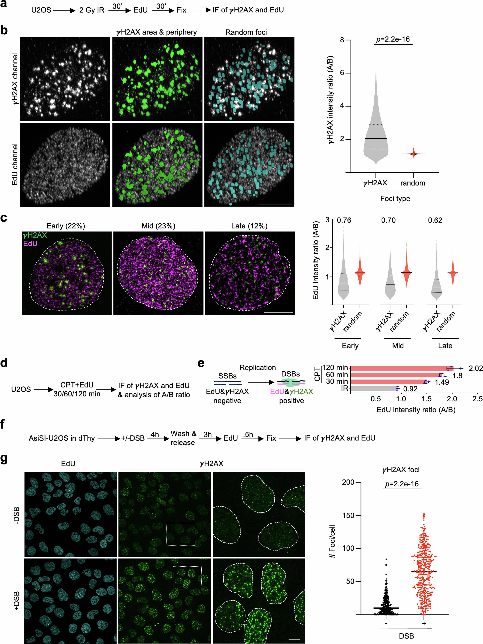 Extended Data Fig. 1: Analysis of EdU intensity ratios using irradiation and AsiSI-induced DSBs.