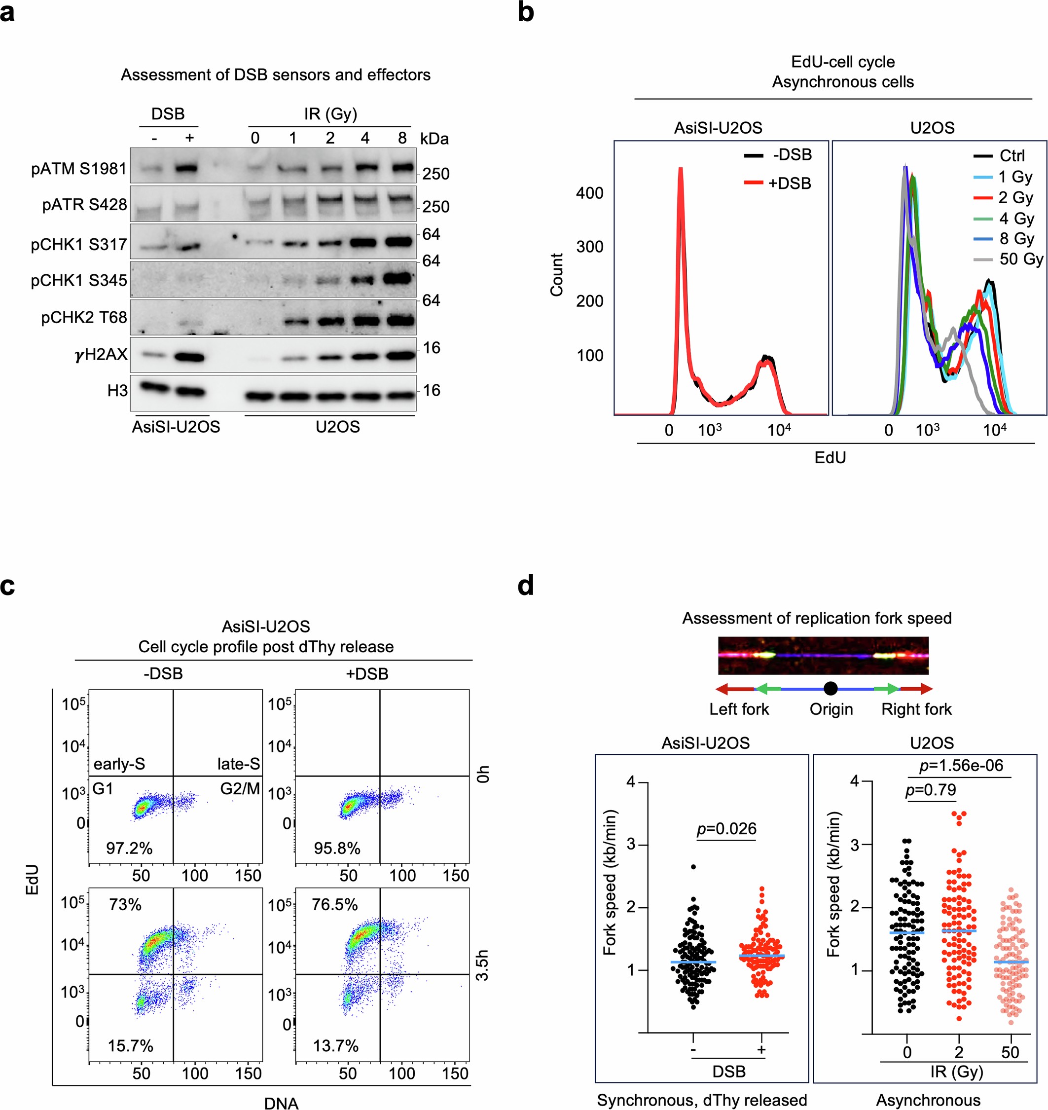Extended Data Fig. 2: Dynamics of DNA replication upon DSB induction.