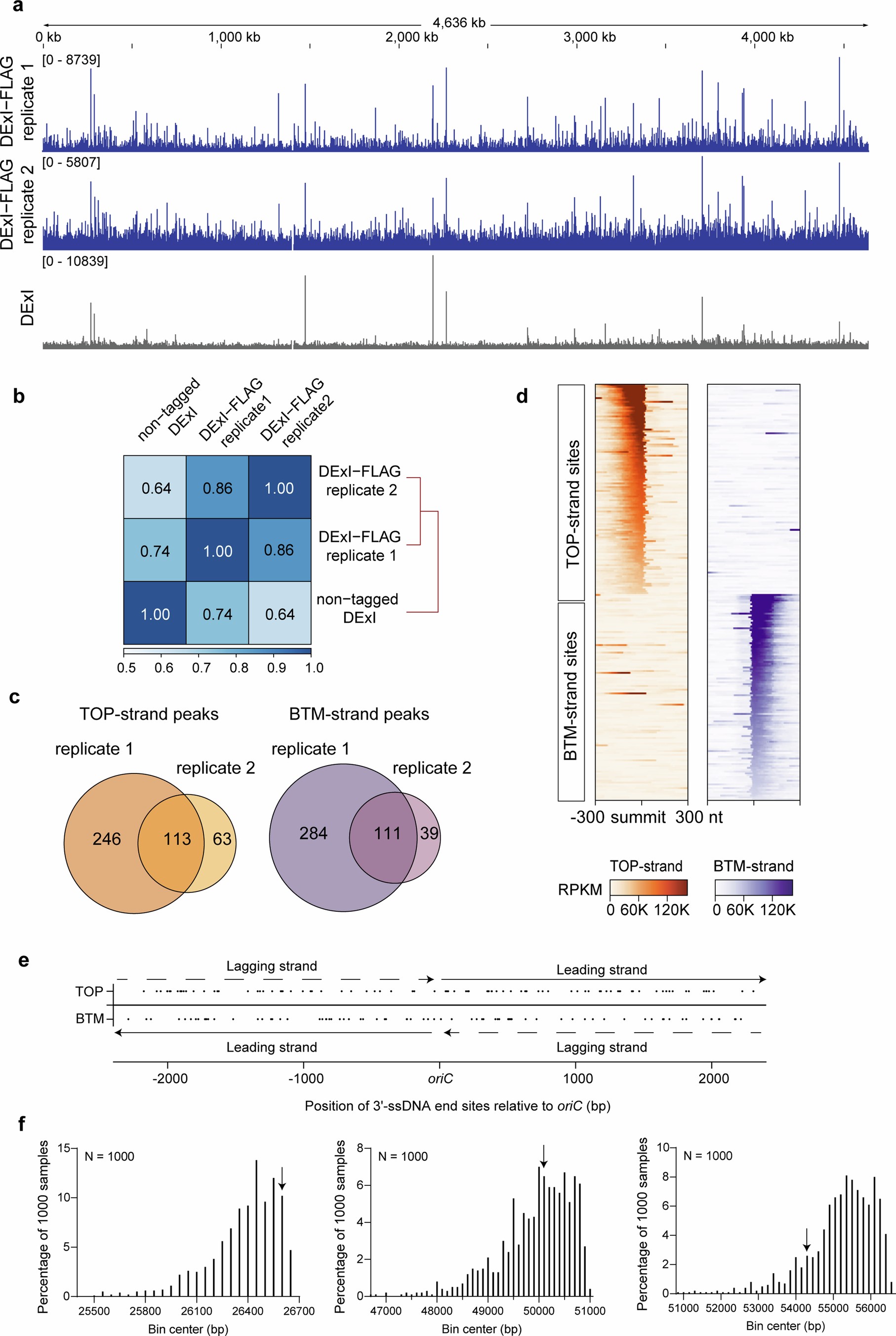 Extended Data Fig. 5: ThreeSSeq 3’-ssDNA-end genomic profiling with DExI detects dispersed, reproducible, hotspots.