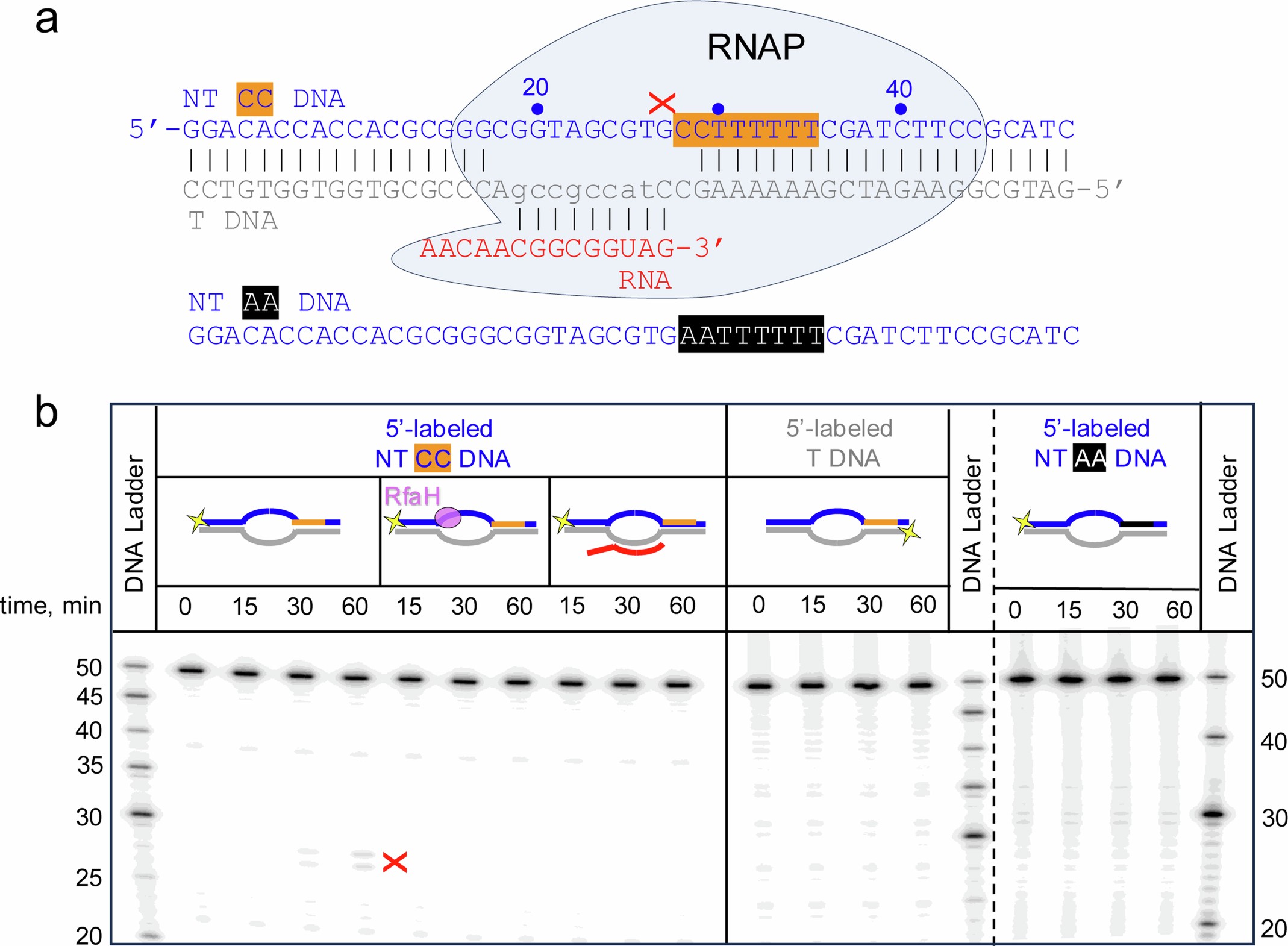 Extended Data Fig. 8: DNA endonuclease activity of RNAP at the ThreeSSeq consensus sequence, the rpoB2-sensitive component.
