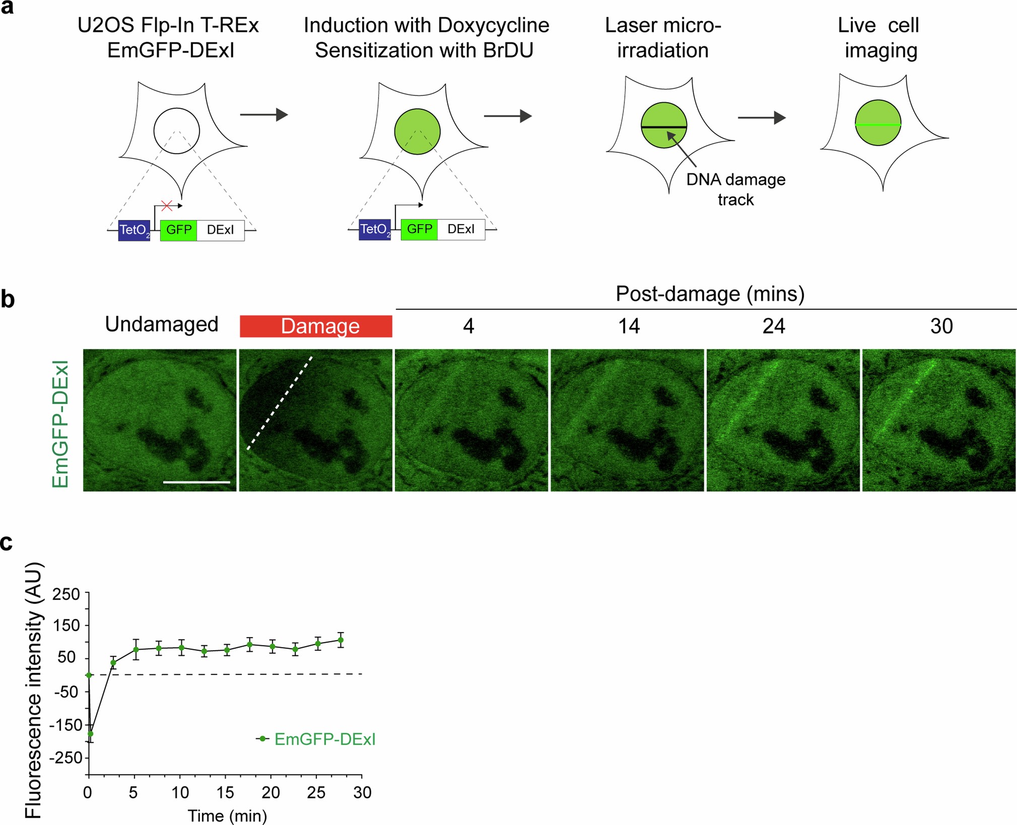 Extended Data Fig. 2: E. coli DExI rapidly accumulates at laser-induced damage in human cancer cells.