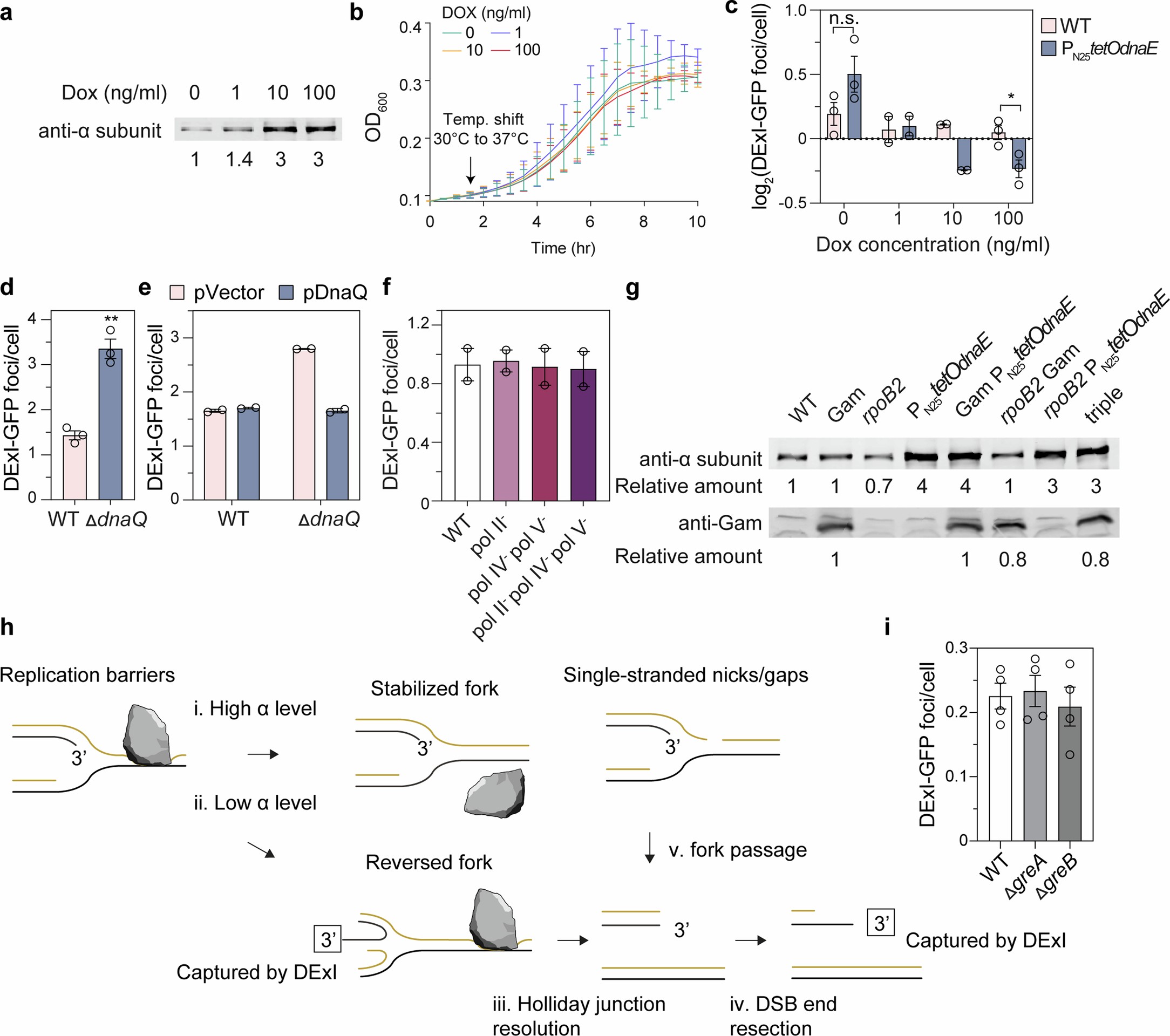 Extended Data Fig. 4: Production of the DNA pol IIIα subunit reduces spontaneous 3’-ssDNA-ends by reducing DSBs.