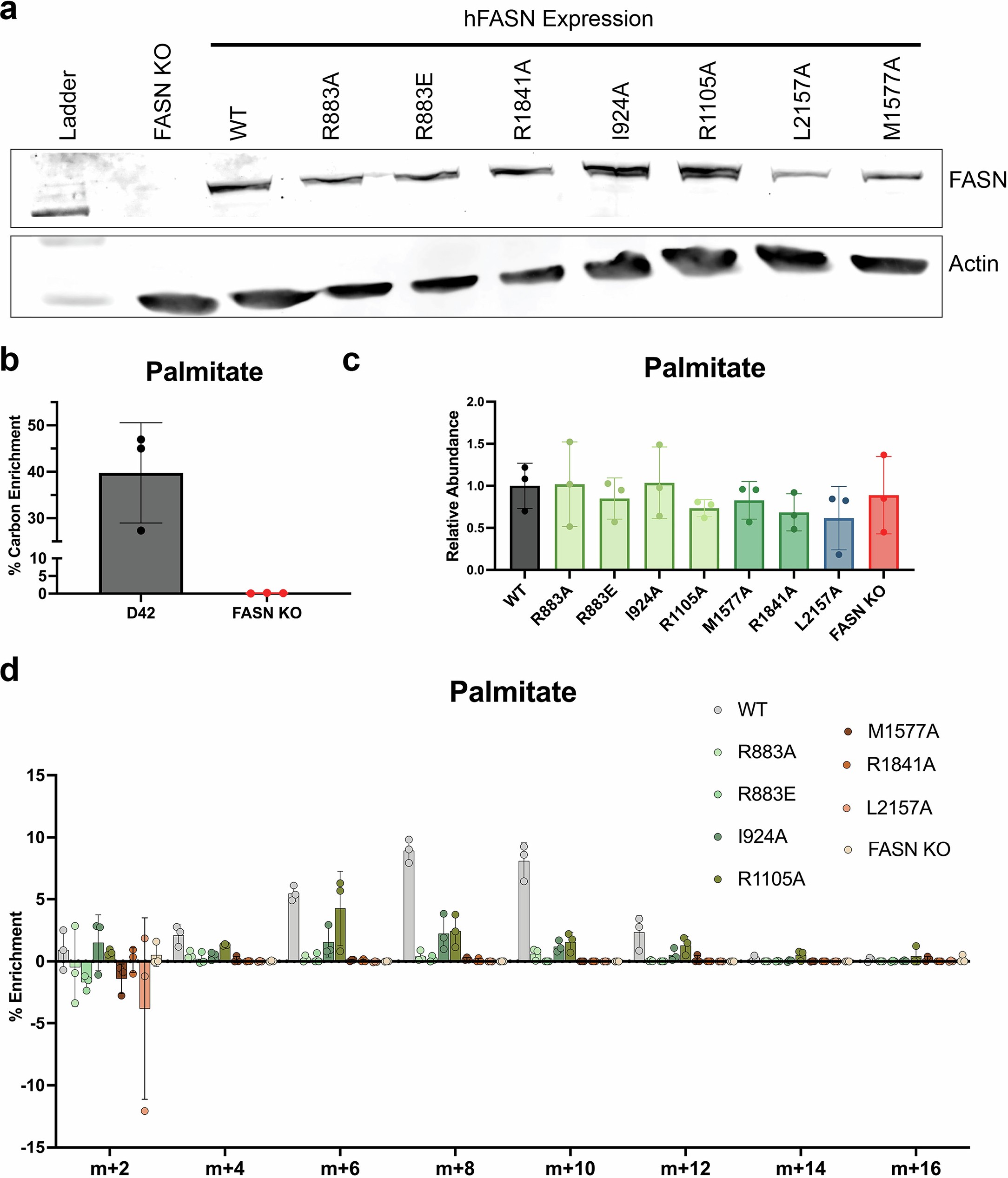 Extended Data Fig. 6: D42 FASN KO cell generation and re-expression of WT and mutant enzymes.