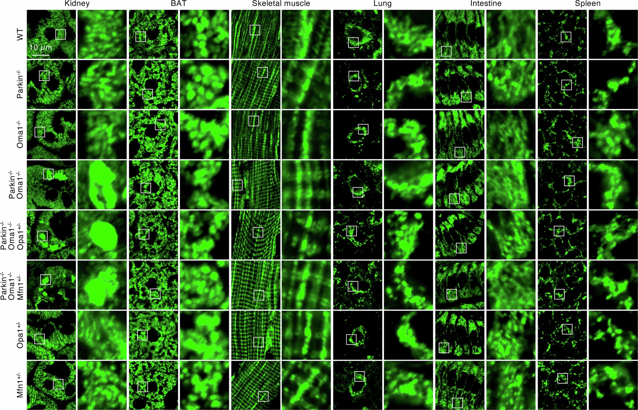 Extended Data Fig. 3