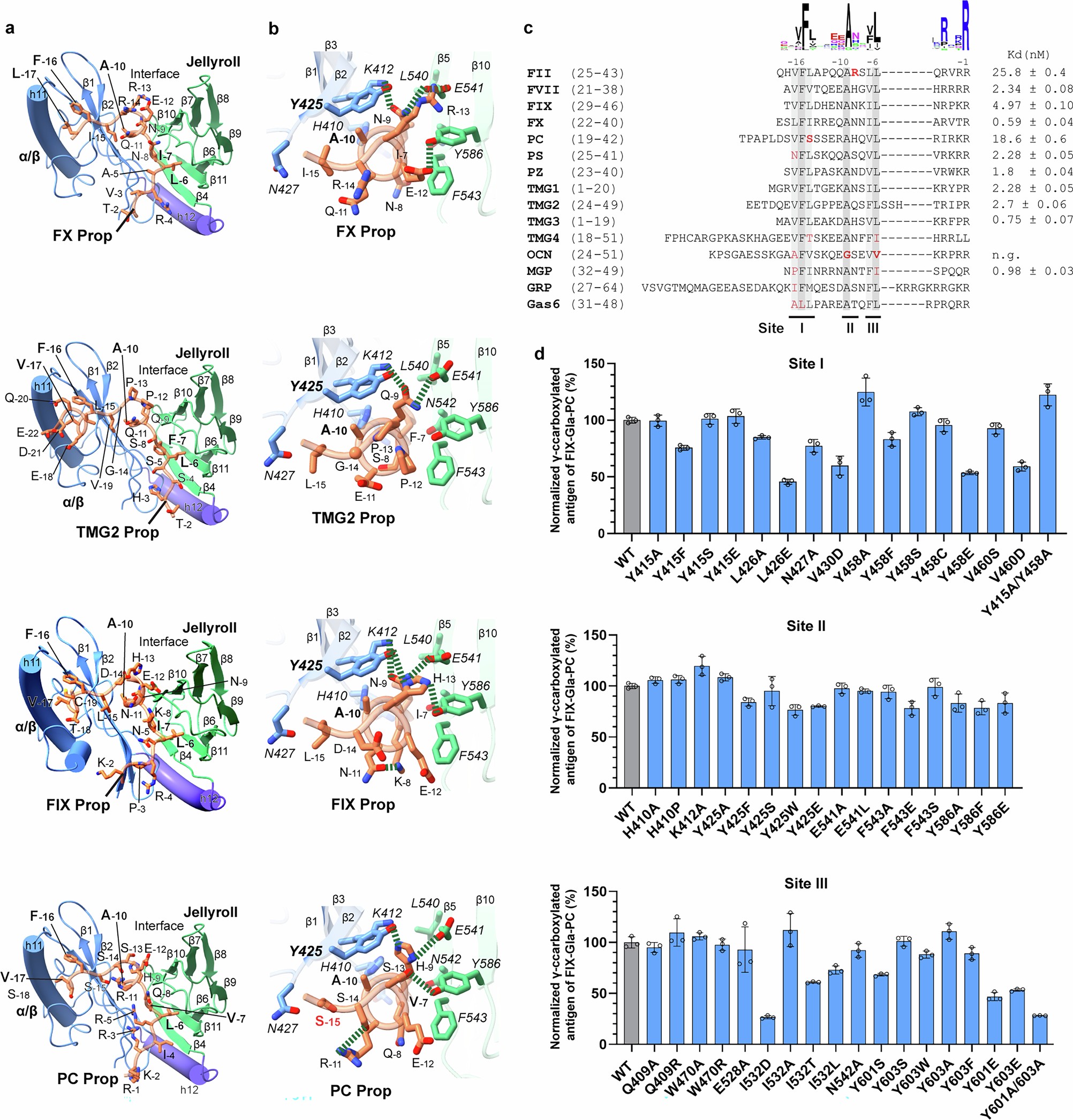 Extended Data Fig. 6: Binding interactions between VKGC and propeptides of VKDPs.