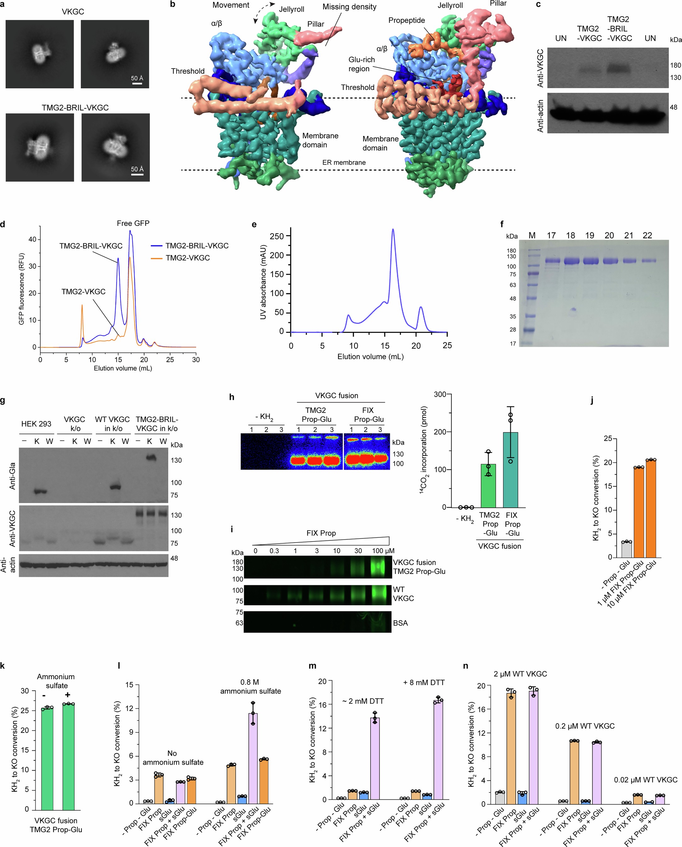 Extended Data Fig. 1: The fusion strategy improves the structural resolution and protein expression while preserving VKGC catalytic activity.
