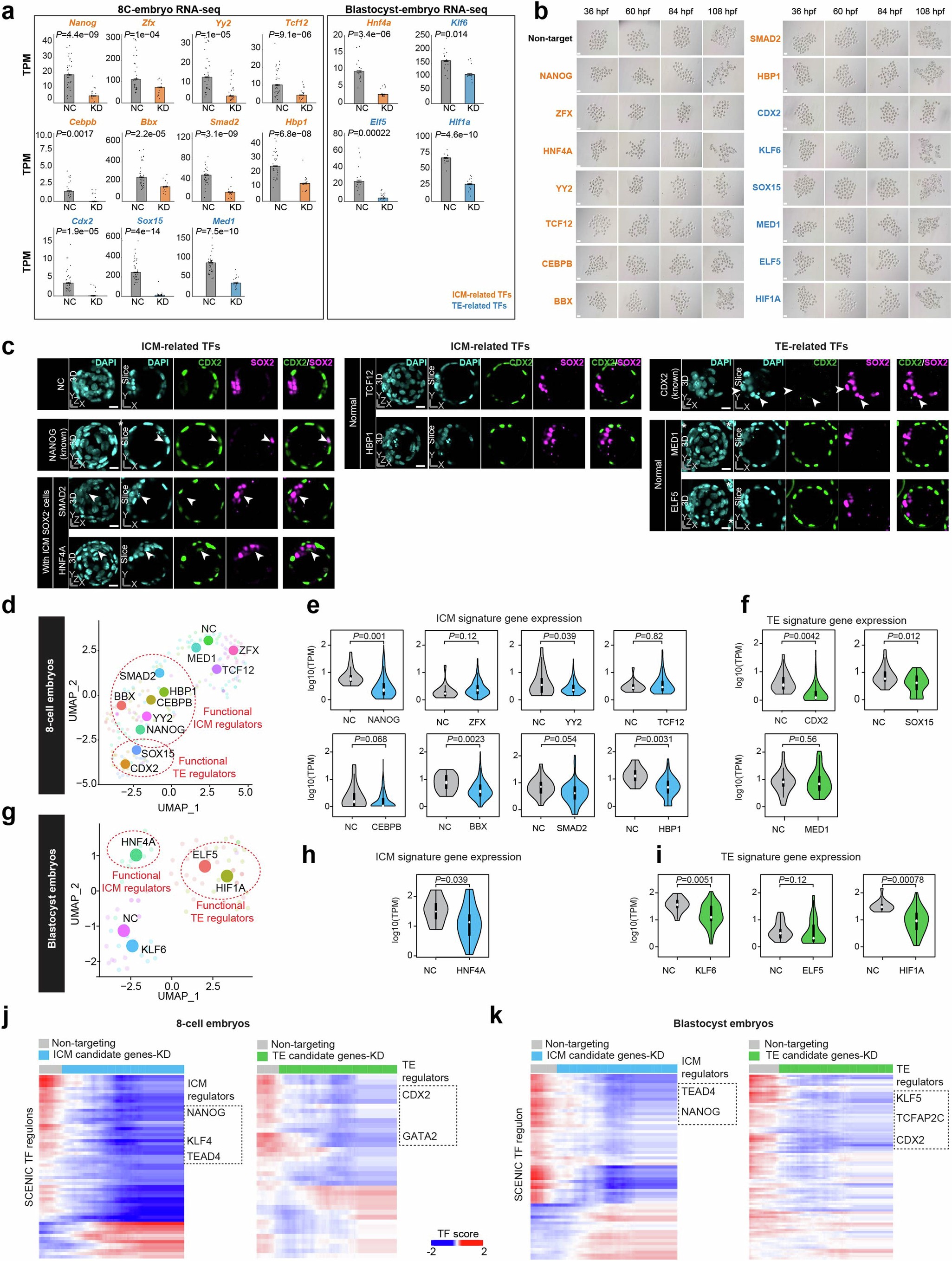 Extended Data Fig. 10: Loss-of-function validation of potential TE and ICM regulators.