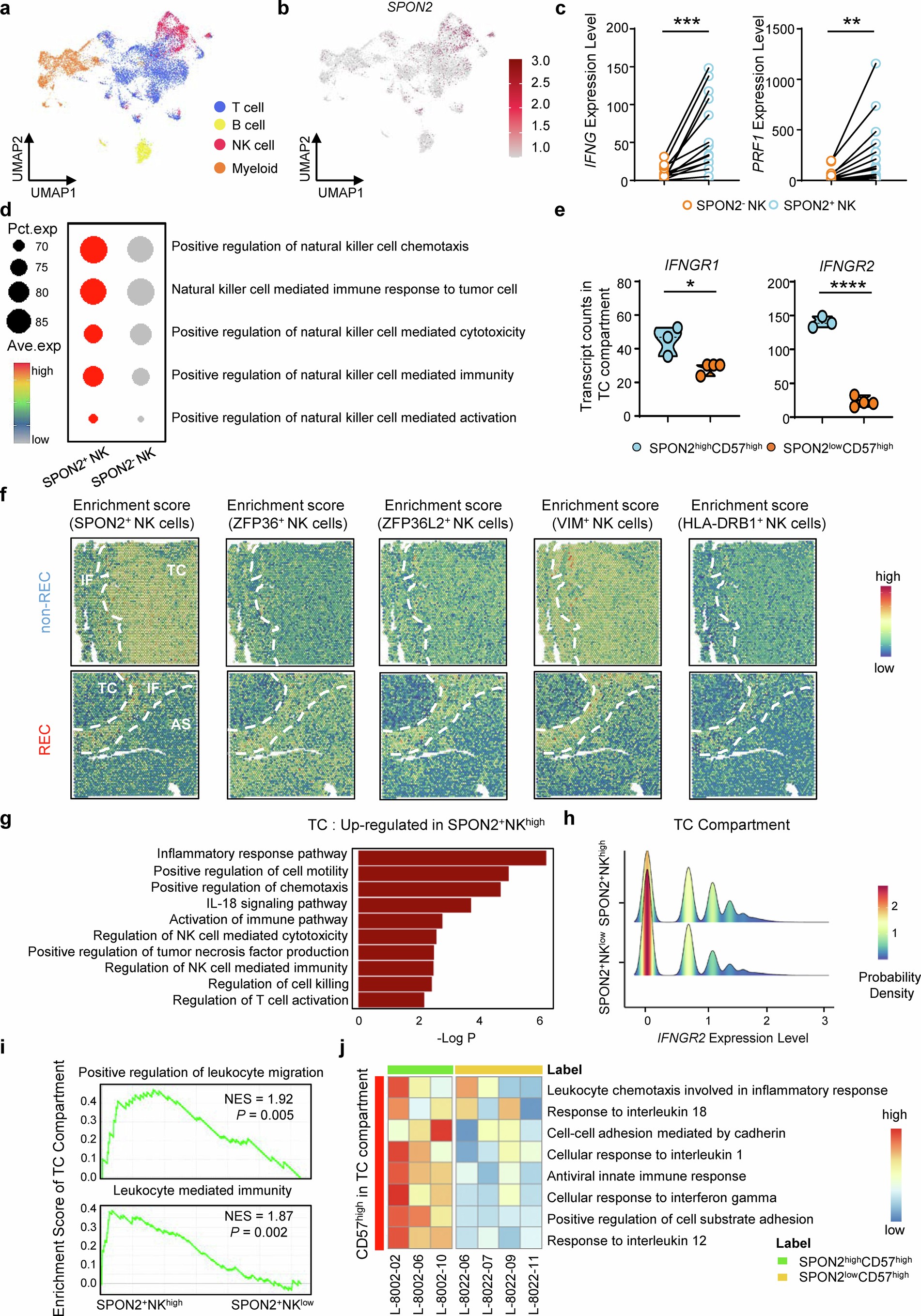 Extended Data Fig. 5: Spatial transcriptomic analyses revealed enriched activation and migration of SPON2+ NK cells.