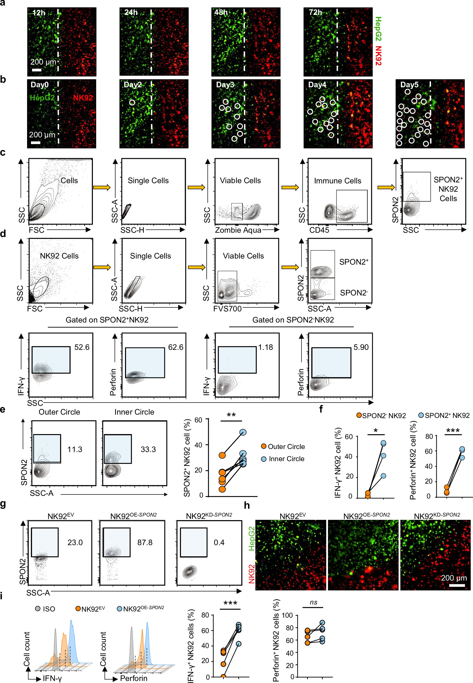 Extended Data Fig. 6: 3D-printed HCC model demonstrated the role of SPON2 in promoting the activation and migration of NK92 cells.