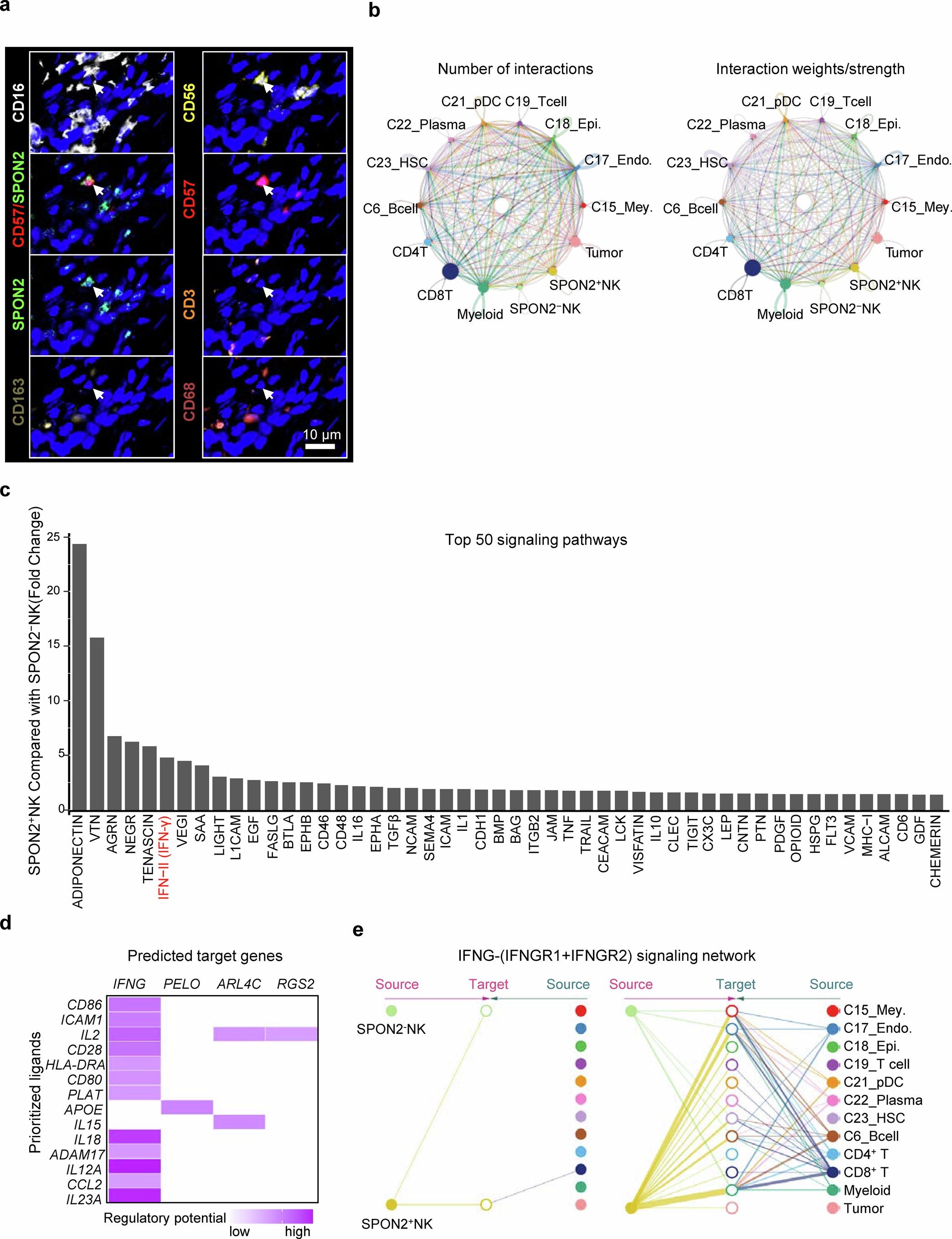 Extended Data Fig. 7: mIHC images and single-cell RNA sequencing analysis that revealed differences between SPON2+ NK and SPON2− NK cells in cell signaling interactions.