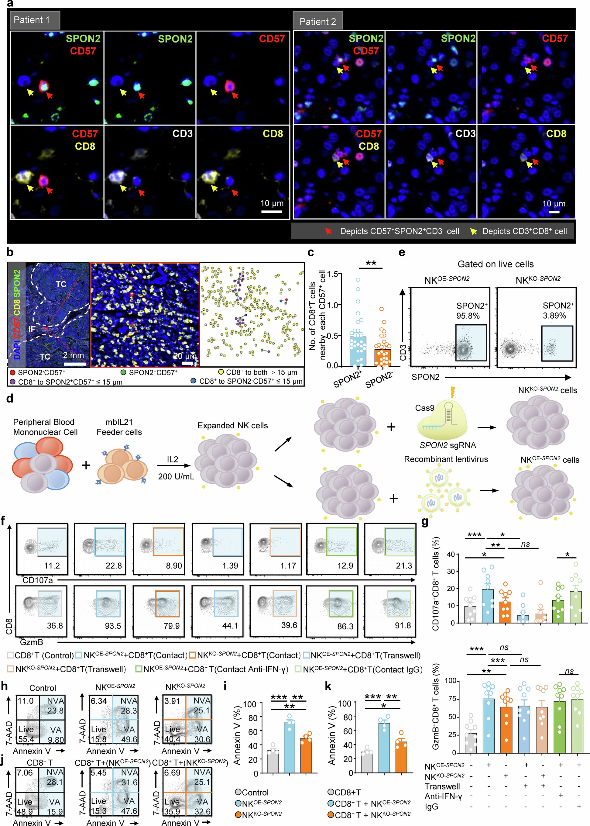 Extended Data Fig. 8: In vitro models revealed the requirement for direct cell-cell contact between SPON2+ NK cells and CD8+ T cells.