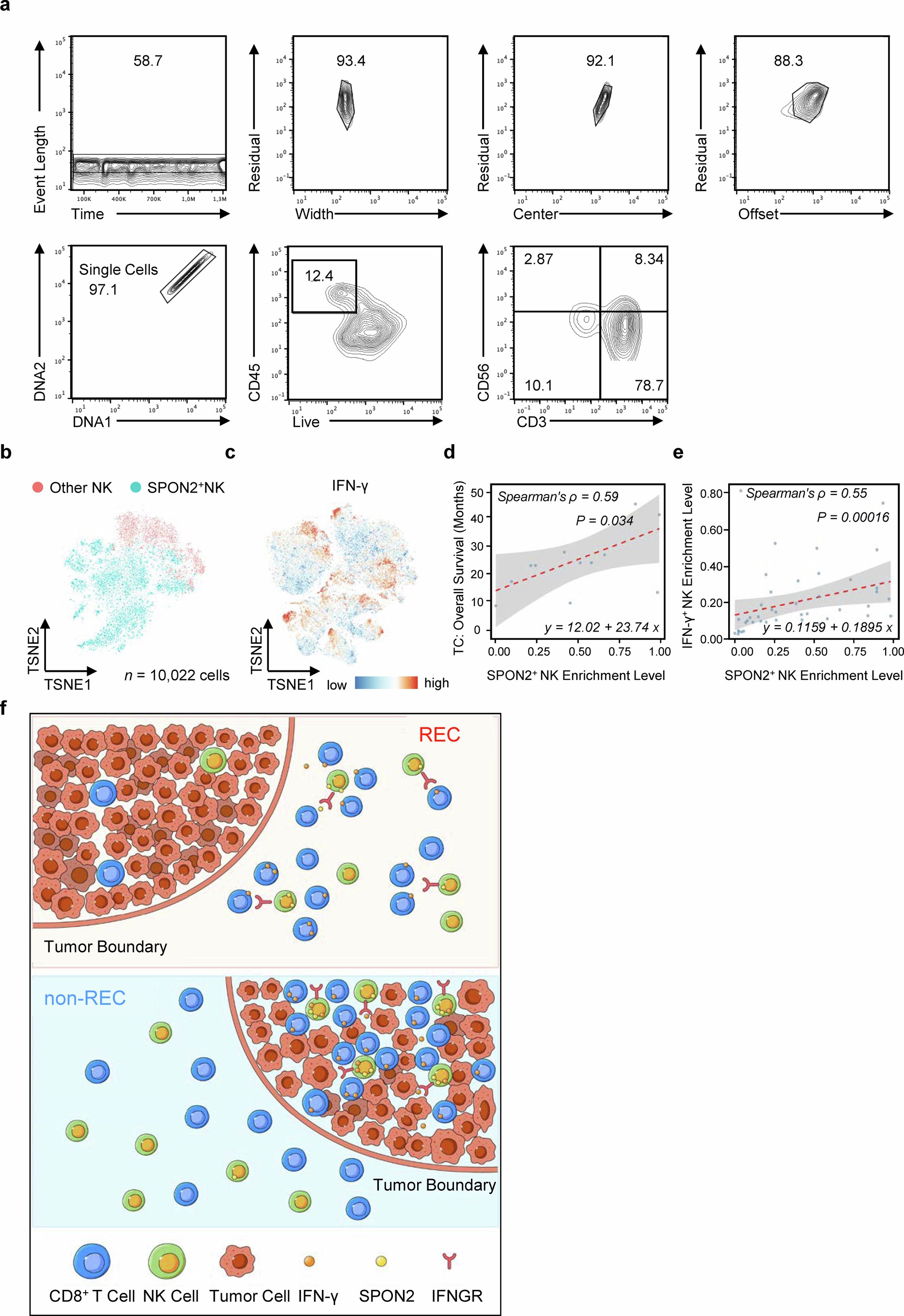 Extended Data Fig. 10: Detection of tumor-infiltrating leukocytes in HCC patients using mass cytometry and graphical summary of the anti-tumoral roles of SPON2+ NK cells.