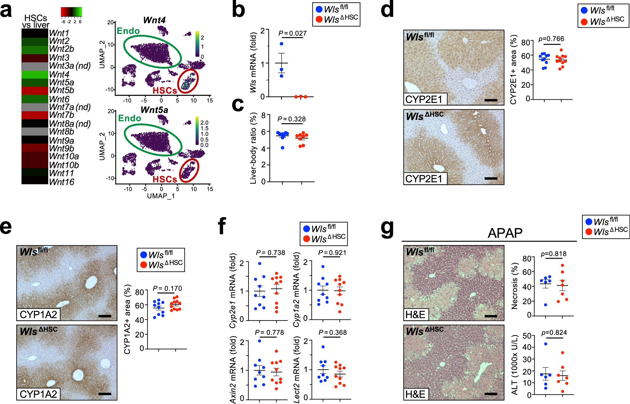 Extended Data Fig. 5: HSC-selective Wntless deletion does not alter liver zonation, injury and regeneration.