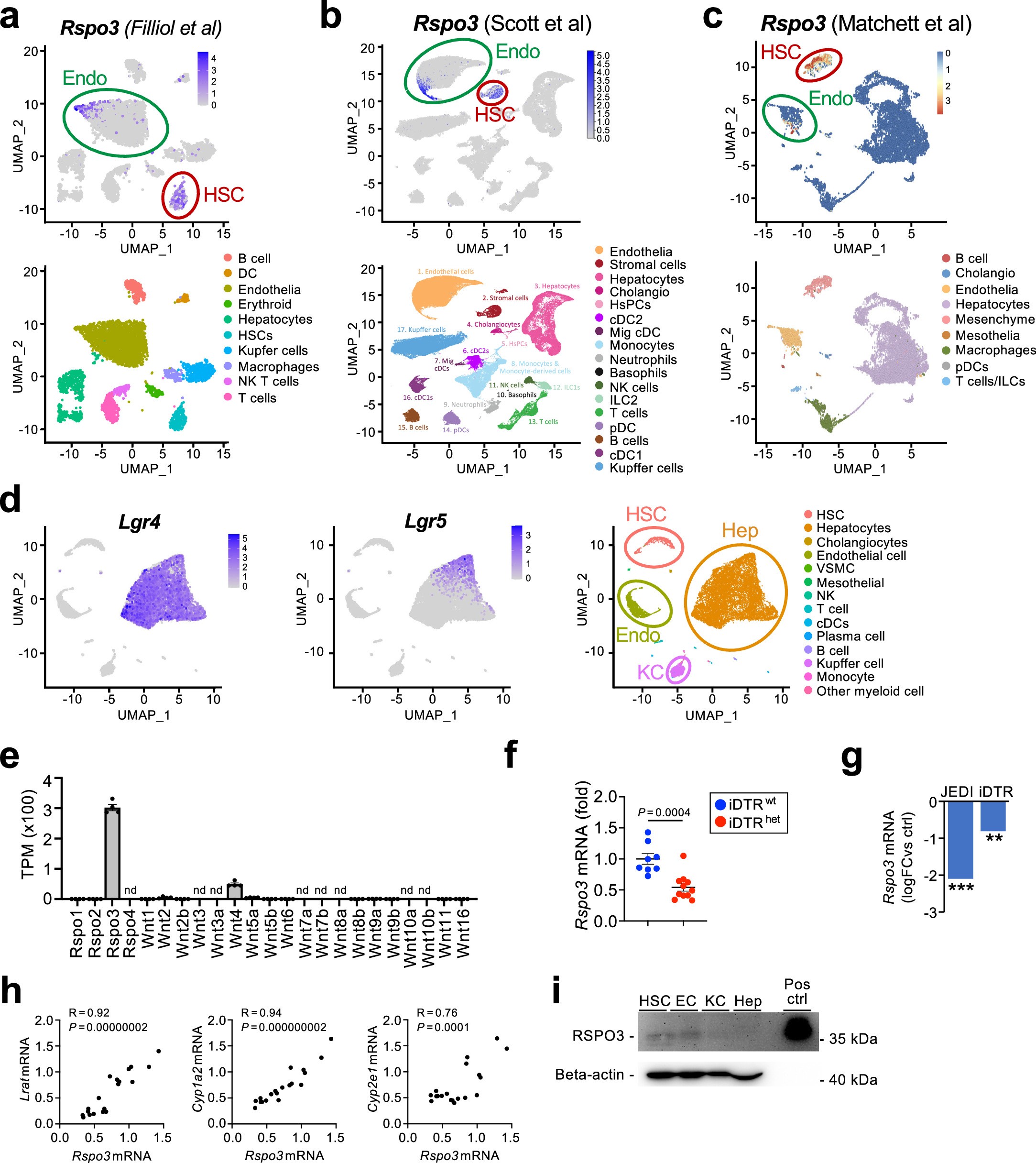 Extended Data Fig. 6: R-spondin3 expression in the liver.