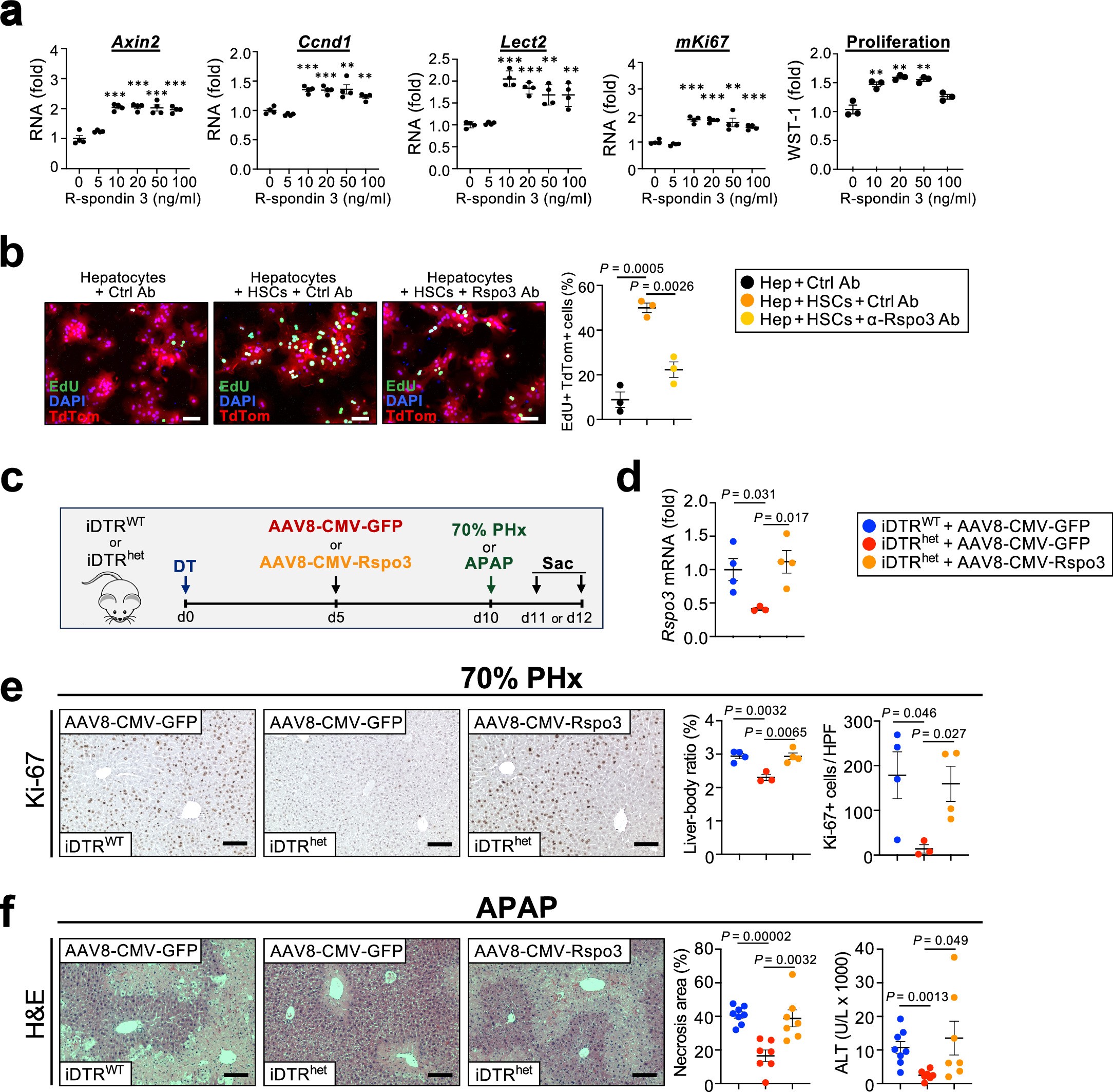 Extended Data Fig. 7: R-spondin3 promotes hepatocyte proliferation and rescues HSC-depleted livers.