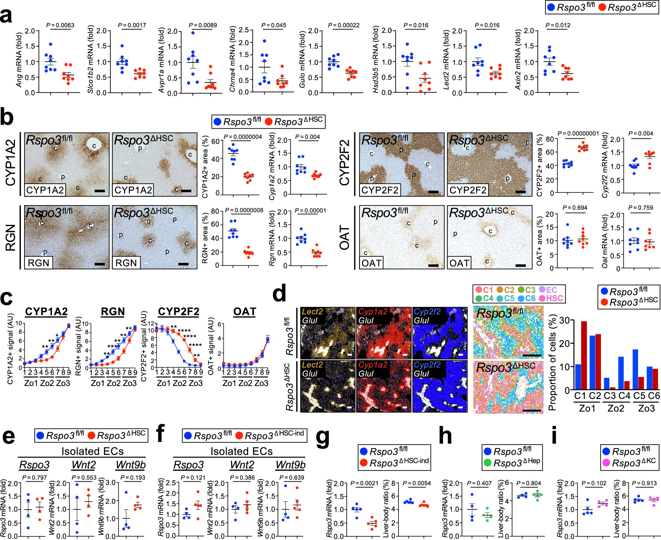 Extended Data Fig. 8: Characterization of mice with HSC-, EC-, hepatocyte and KC-specific Rspo3 deletion.