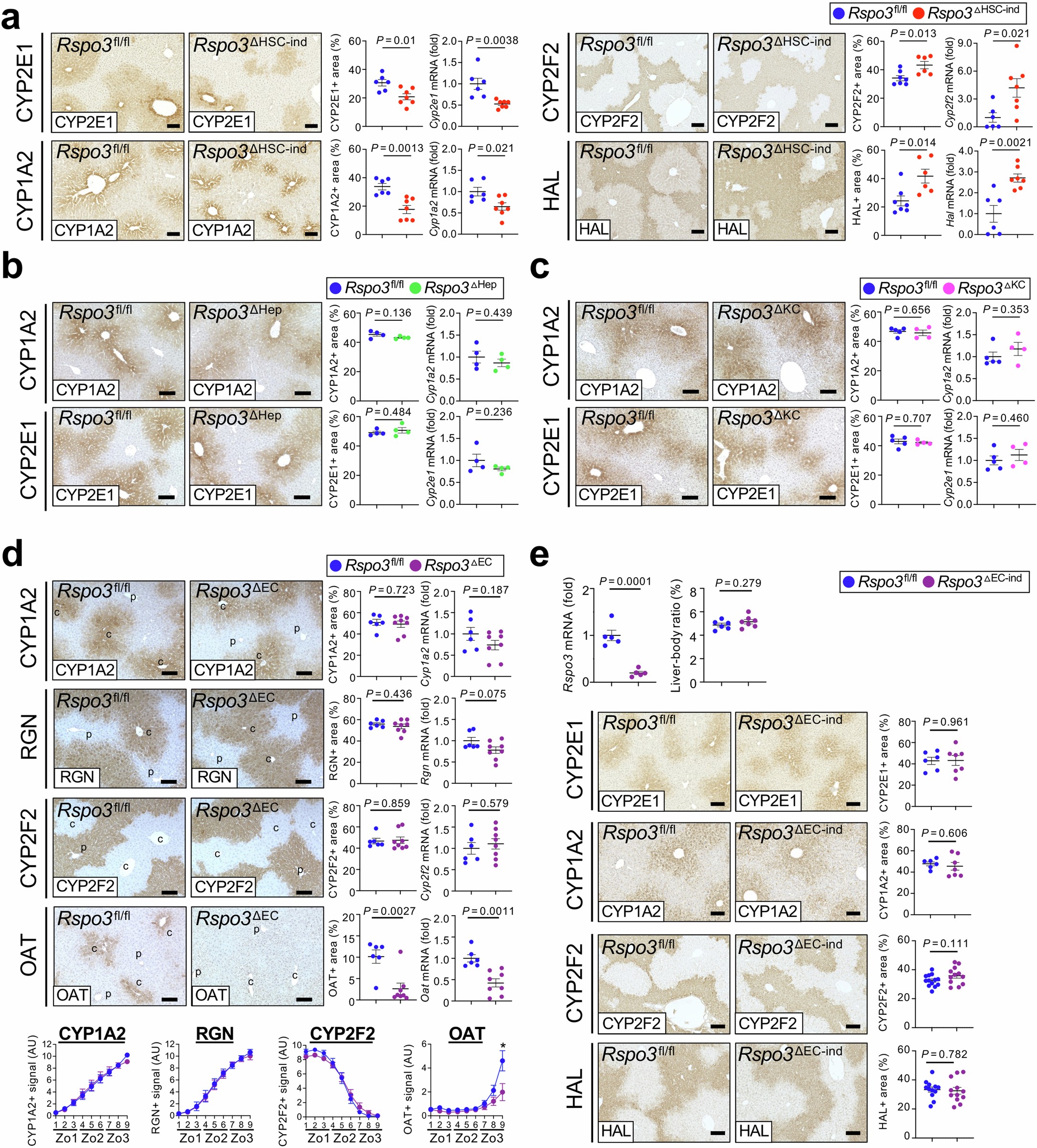 Extended Data Fig. 9: Liver zonation in mice with HSC-, EC-, hepatocyte and KC-specific Rspo3 deletion.