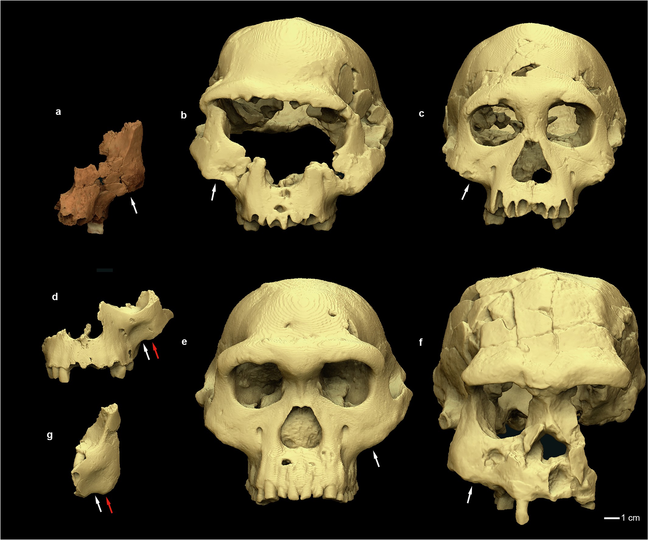 Extended Data Fig. 1
