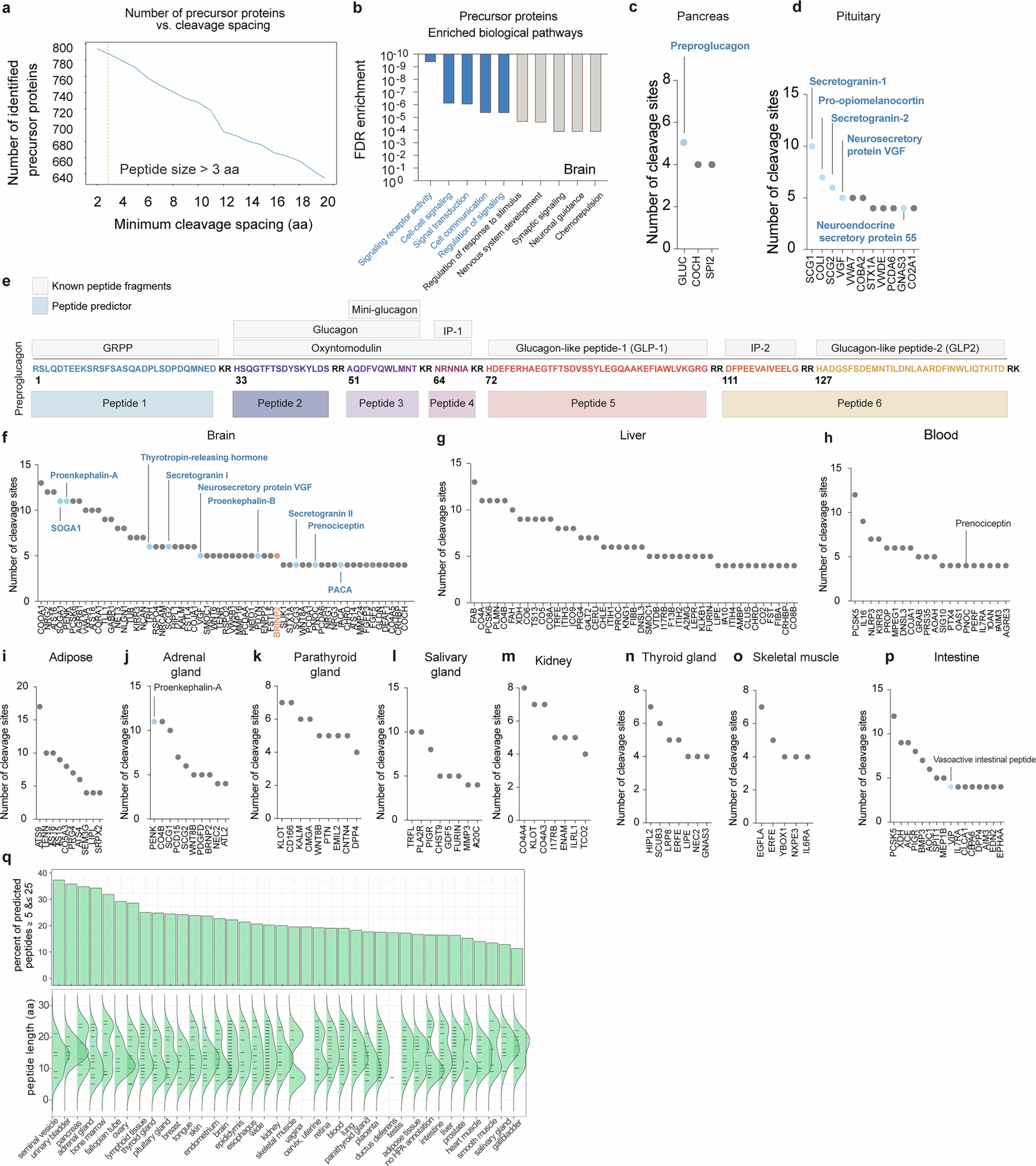 Extended Data Fig. 1: Peptide Predictor maps a large group of proteolytically processed human peptides.