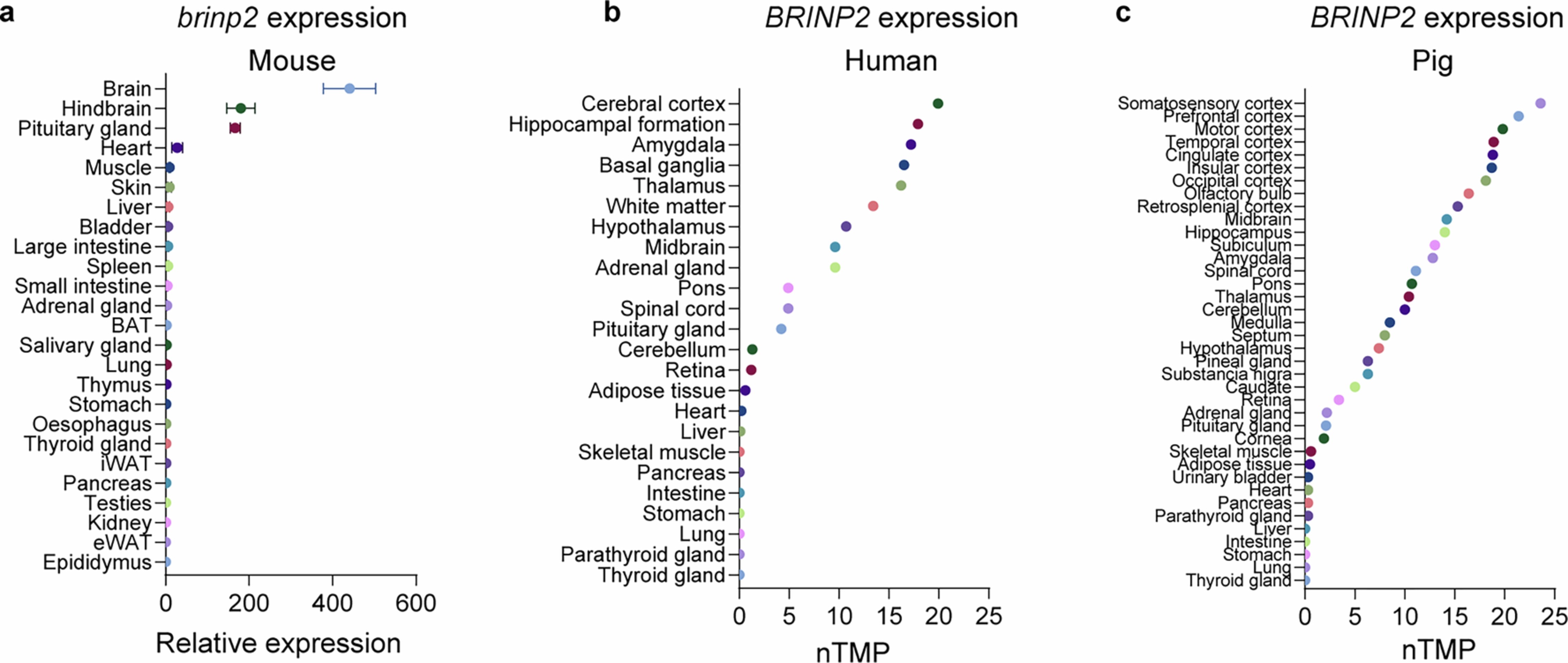 Extended Data Fig. 3: BRINP2 expression in humans, mice and pigs.