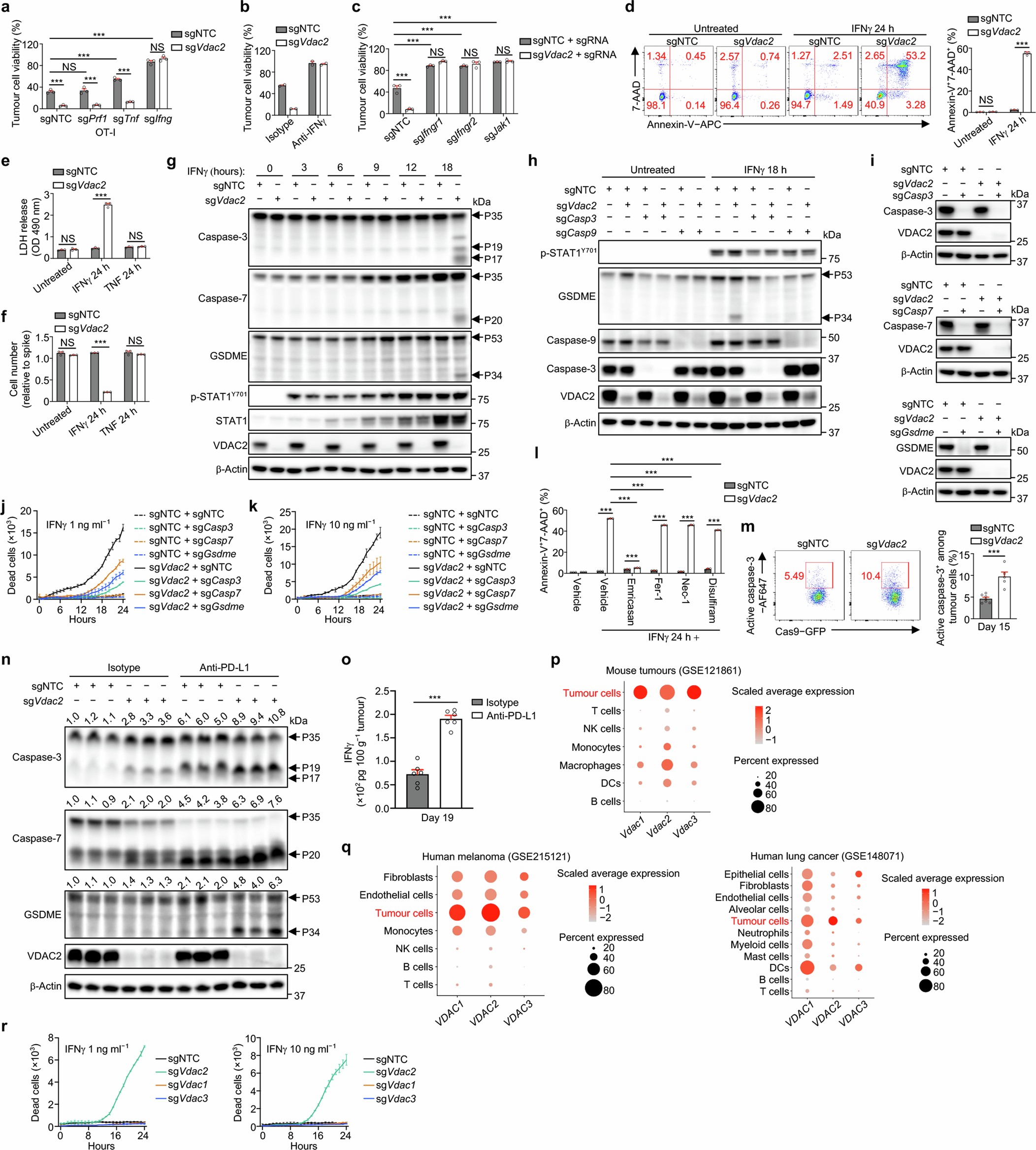 Extended Data Fig. 2: (related to Fig. 1). VDAC2 deficiency sensitizes tumour cells to IFNγ-induced cell death.