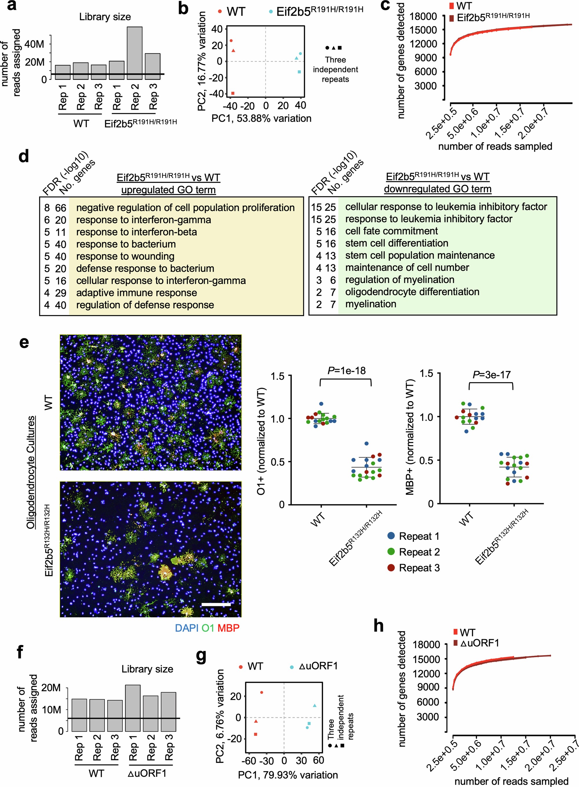 Extended Data Fig. 3: Quality control of RNA sequencing data in mouse ES Cells from ΔuORF1 and Eif2b5R191H/R191H cells. Deficiency in oligodendrocyte differentiation in Eif2b5R132H/R132H OPCs.