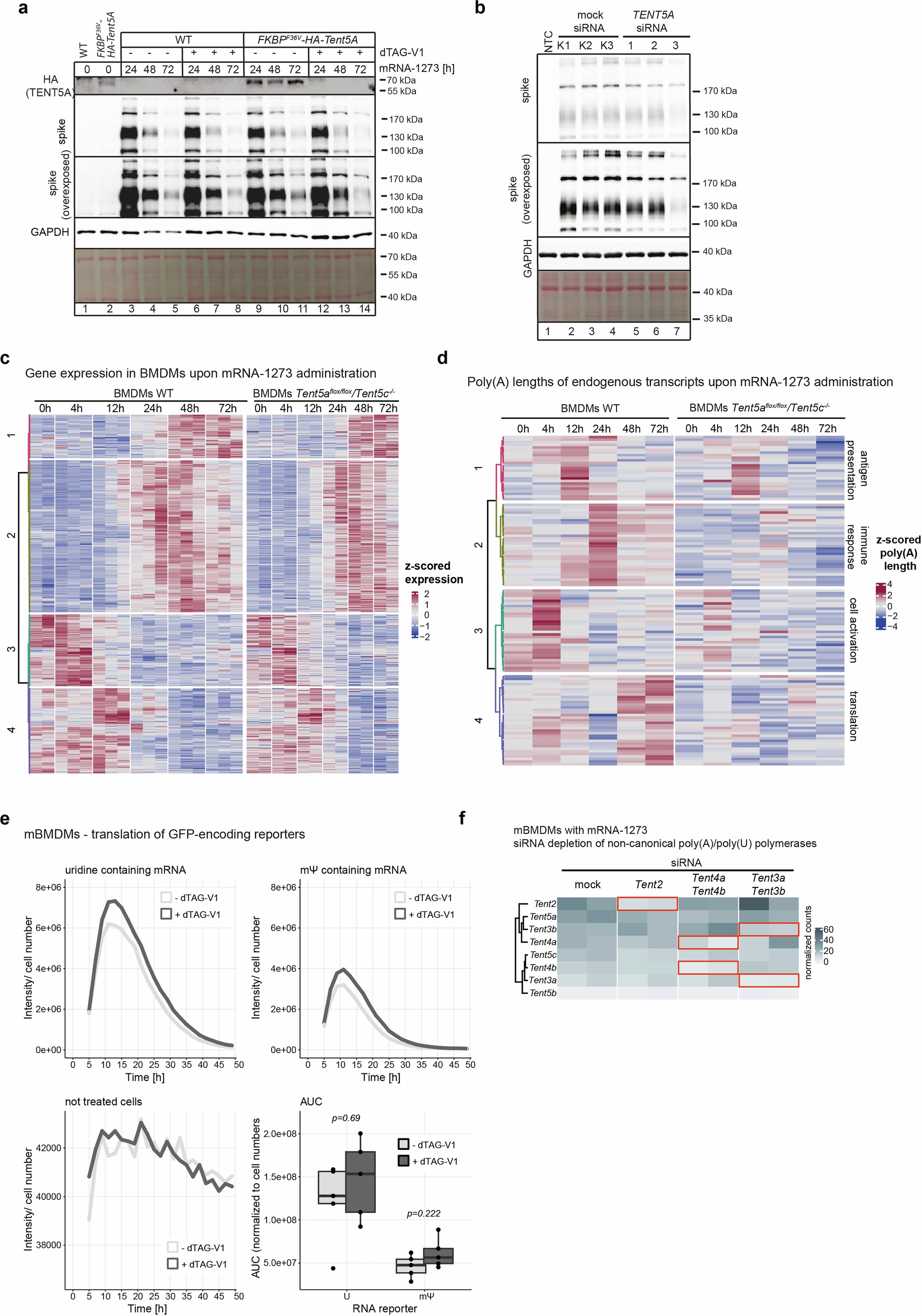Extended Data Fig. 5: TENT5 poly(A) polymerases re-adenylate mRNA-1273.