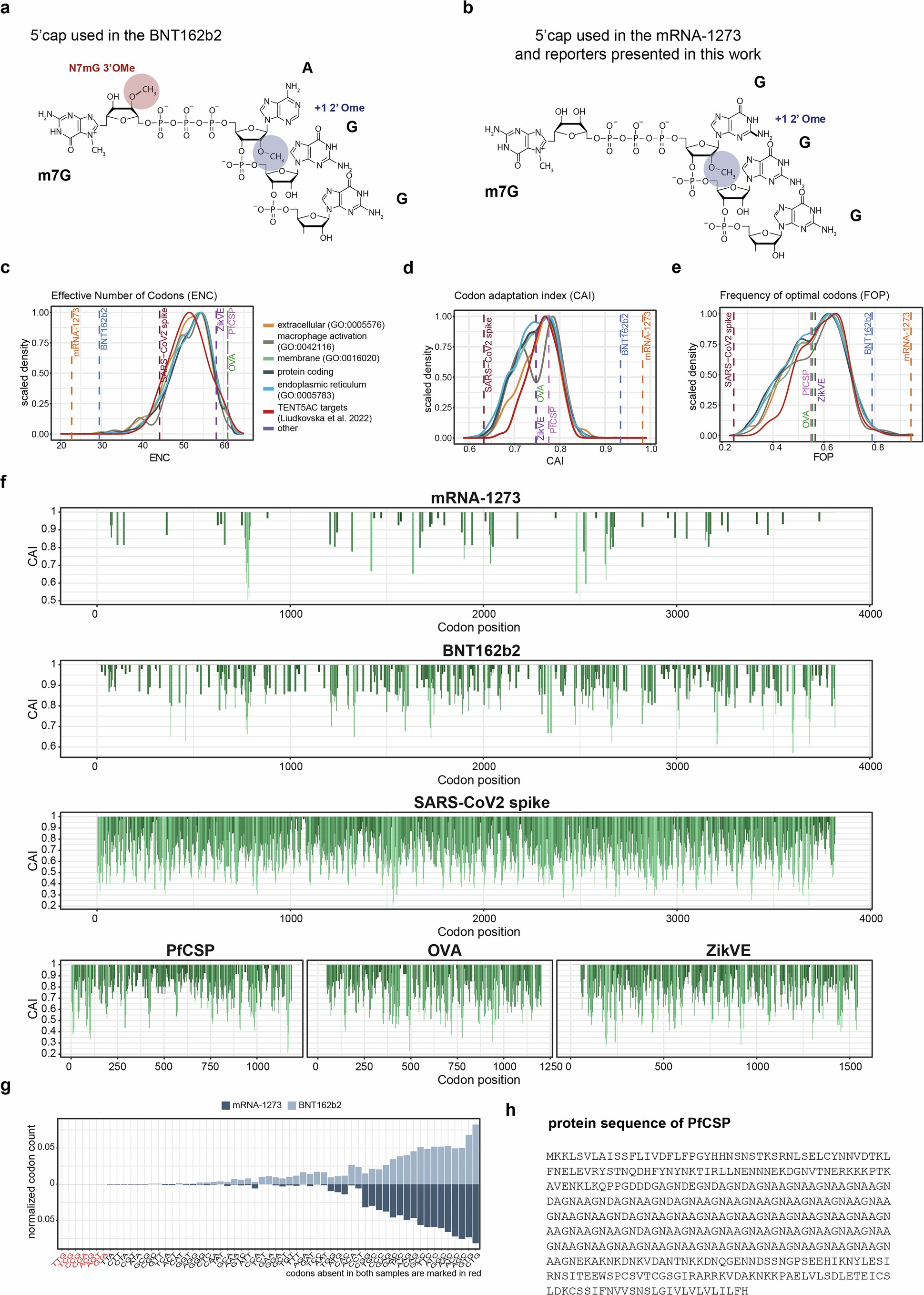 Extended Data Fig. 7: Sequence properties of mRNA-1273 and BNT162b2 vaccines and mRNA reporters.